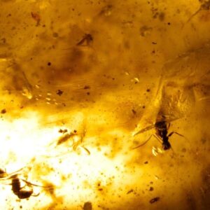 Raw Copal Amber Specimen Rock - 12.5 grams