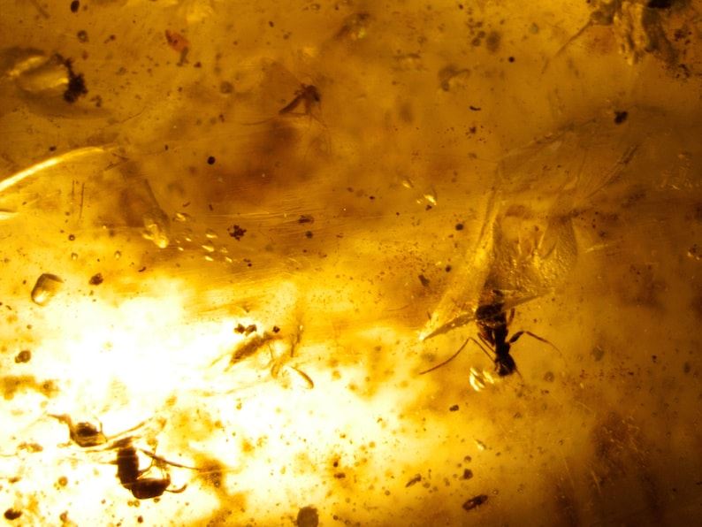 Raw Copal Amber Specimen Rock - 12.5 grams