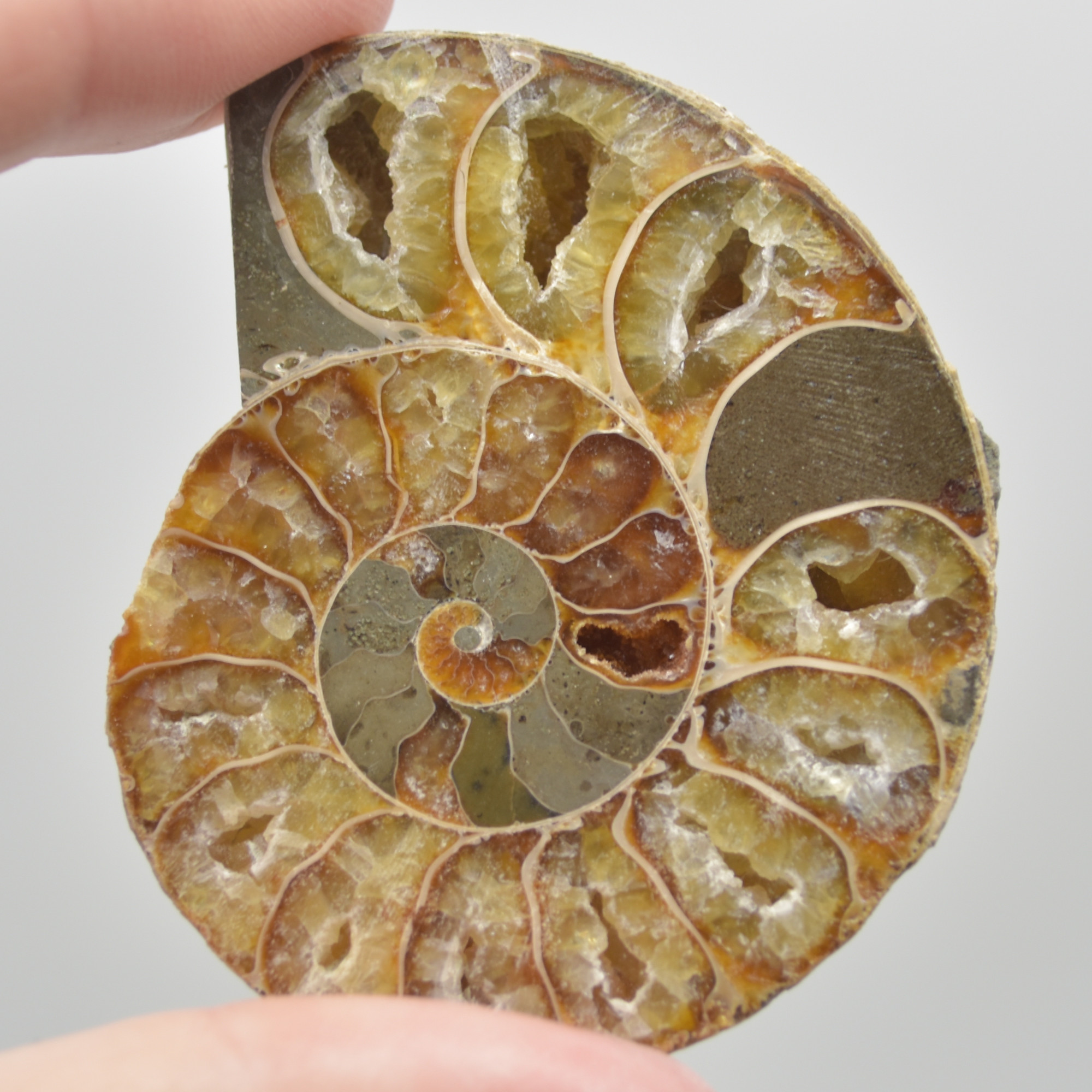 A Pair of Ammonite Fossil Slices - Gift Set - 1 Pair - Image 2