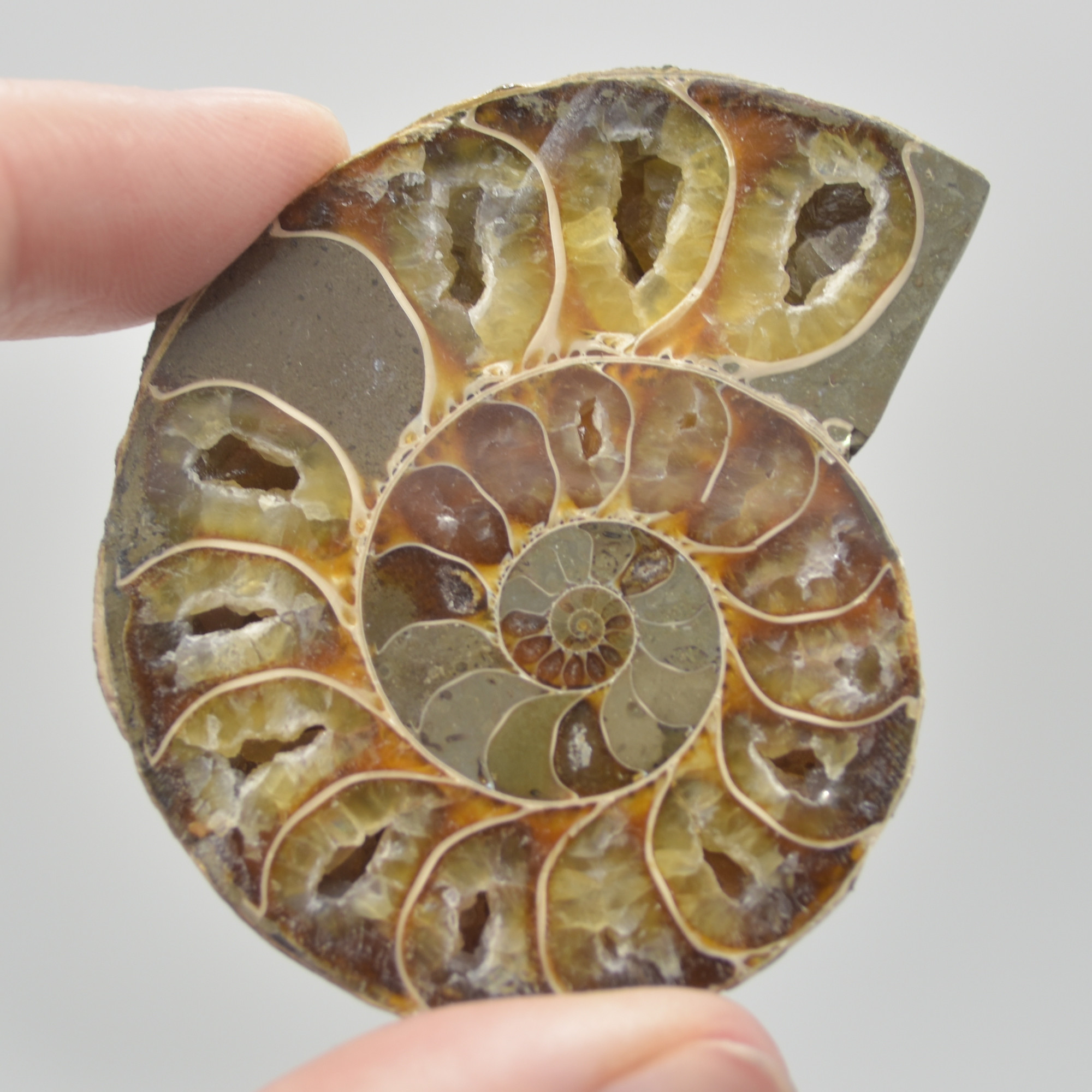 A Pair of Ammonite Fossil Slices - Gift Set - 1 Pair - Image 3