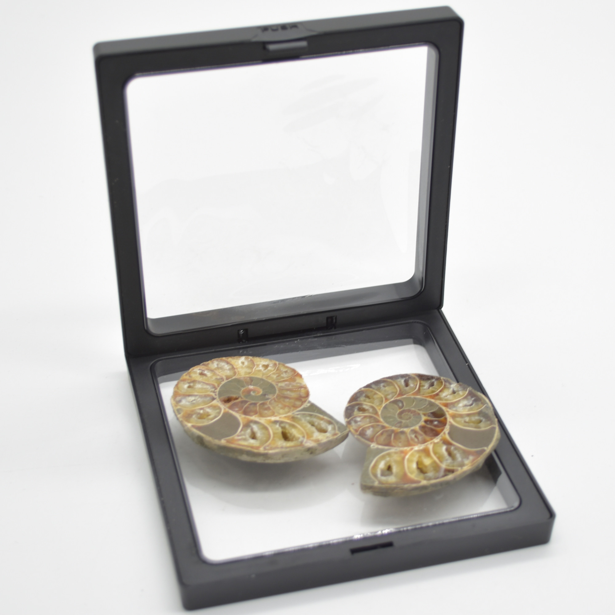 A Pair of Ammonite Fossil Slices - Gift Set - 1 Pair - Image 4