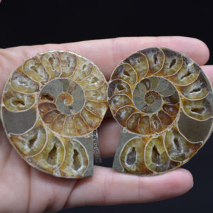 A Pair of Ammonite Fossil Slices - Gift Set - 1 Pair