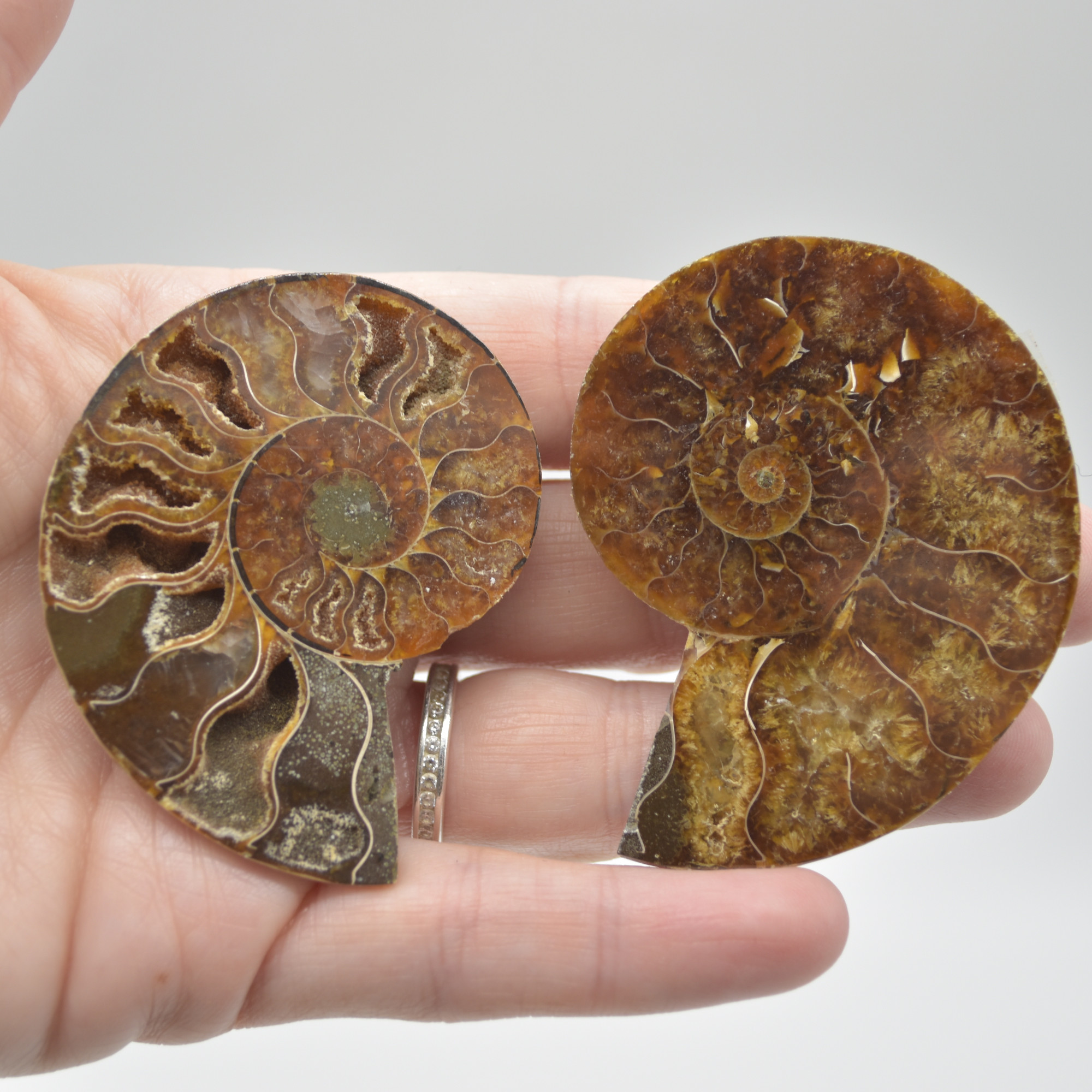 A Pair of Ammonite Fossil Slices - Gift Set - 1 Pair - Image 6