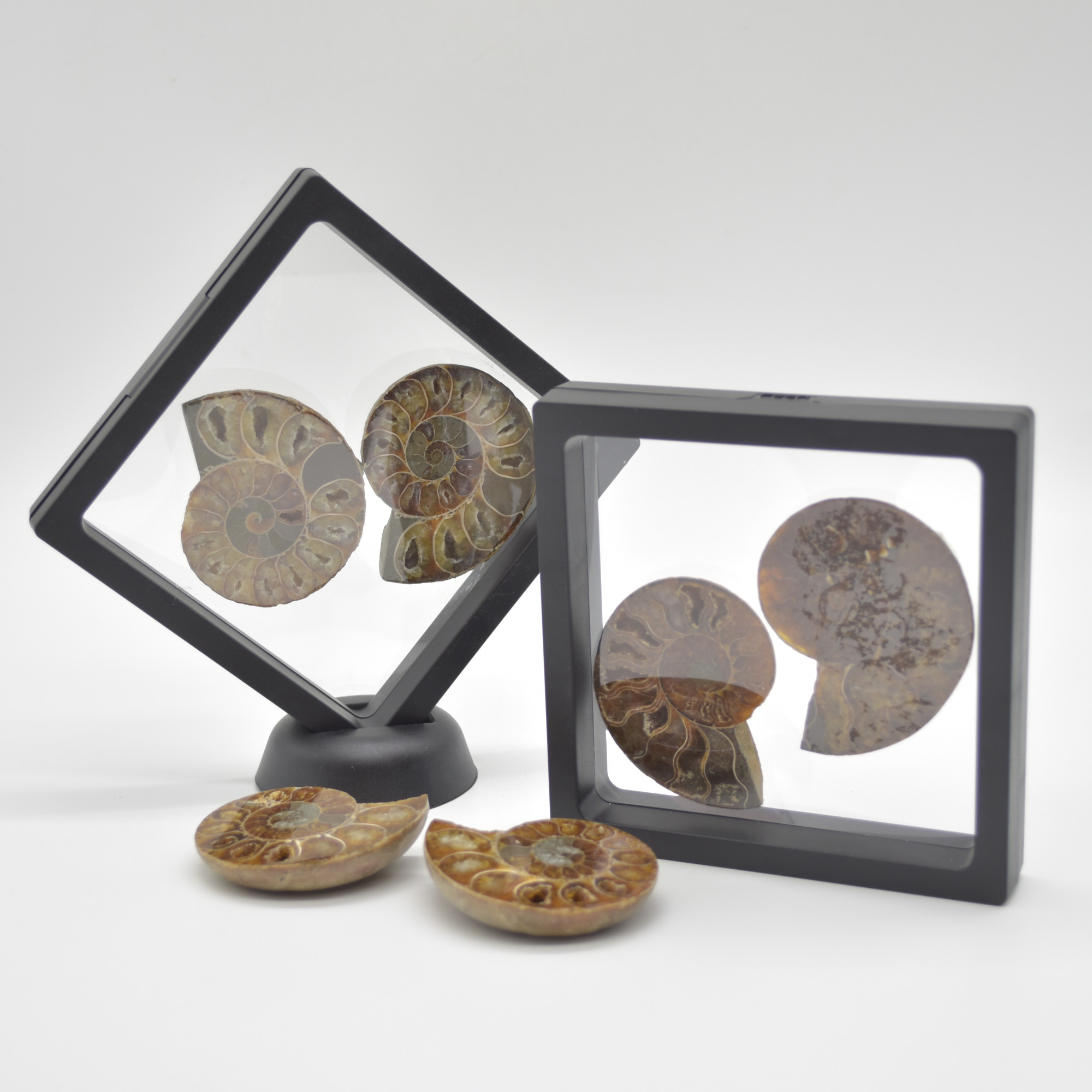 A Pair of Ammonite Fossil Slices - Gift Set - 1 Pair - Image 7
