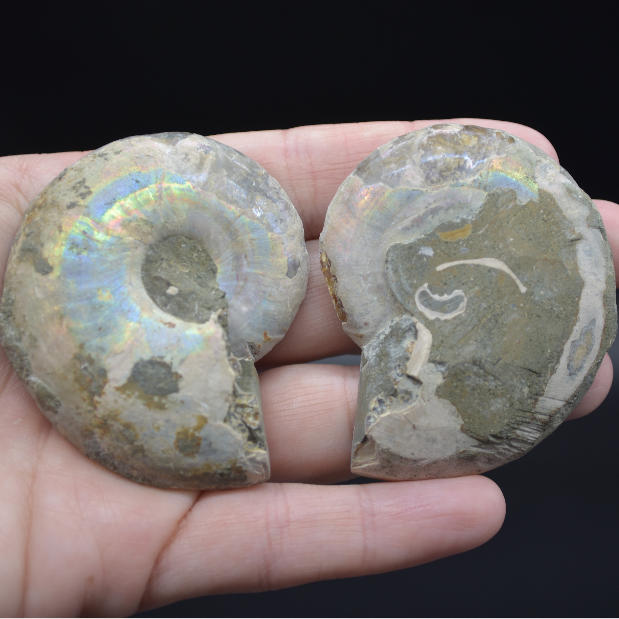 A Pair of Ammonite Fossil Slices - Gift Set - 1 Pair - Image 8