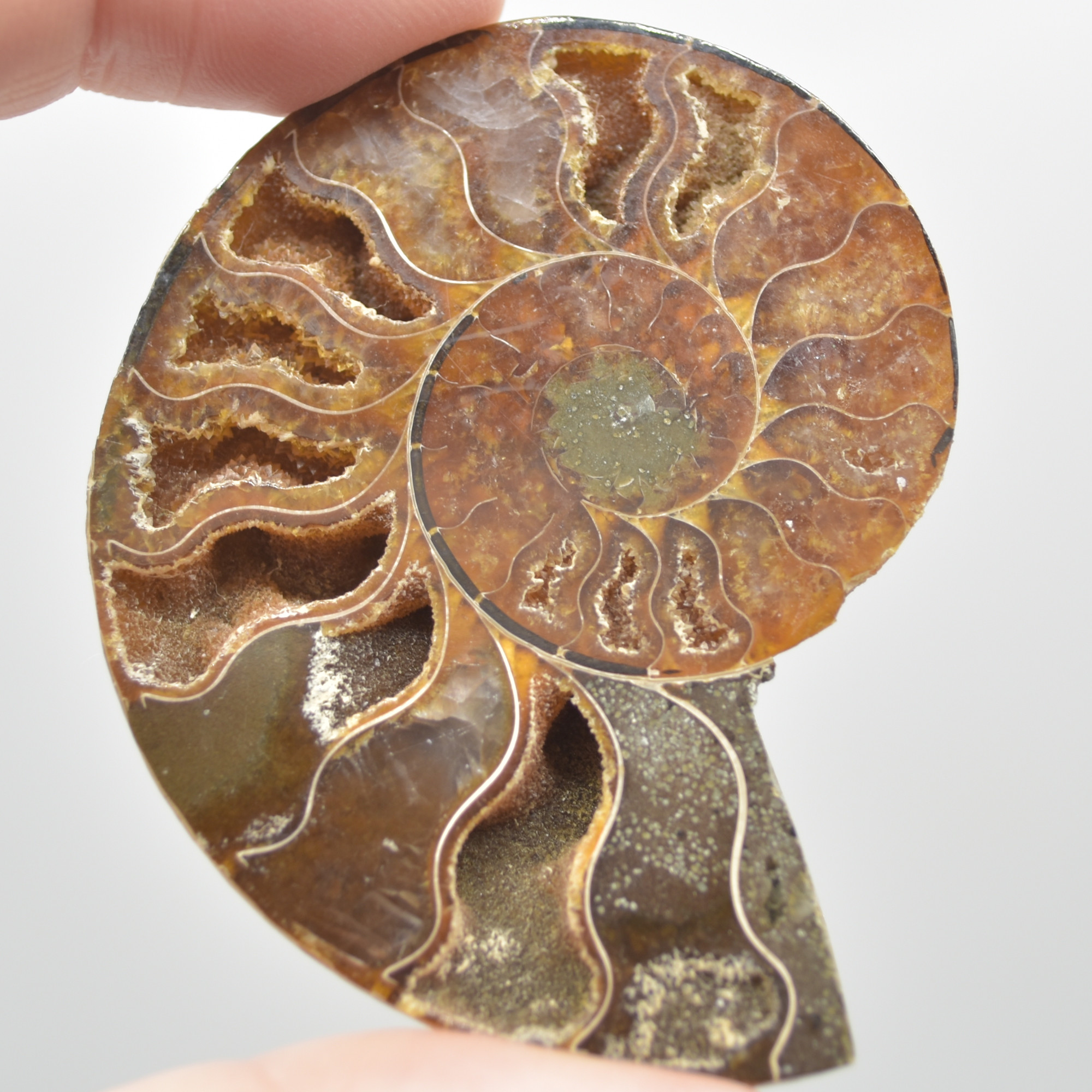 A Pair of Ammonite Fossil Slices - Gift Set - 1 Pair - Image 9