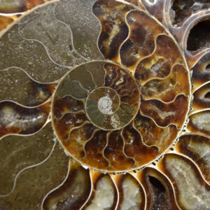 Brown Ammonite Fossil