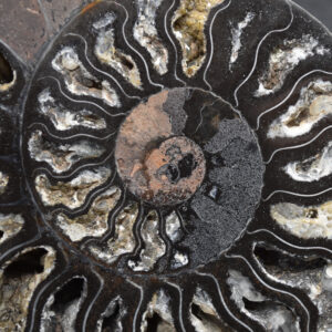 Black Ammonite Fossil