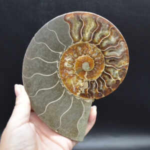 Large Brown Ammonite Cleoniceras Fossil Cut Slice from Madagascar - 14.7cm - 428 grams