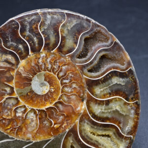 Large Brown Ammonite Cleoniceras Fossil Cut Slice from Madagascar - 14.7cm - 458 grams