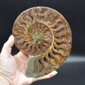 Large Brown Ammonite Cleoniceras Fossil Cut Slice from Madagascar - 16.3cm - 506 grams