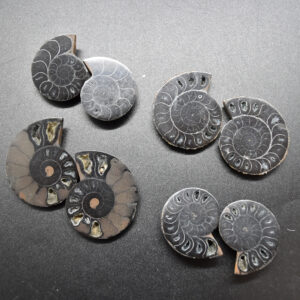 1 Pair Black Ammonite Cleoniceras Fossil cut Slices from Madagascar - 6 Sizes