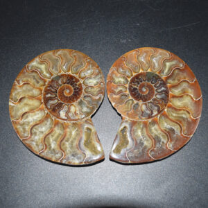 Pair of Large Brown Ammonite Cleoniceras Fossil Cut Slice from Madagascar - 14cm - 641 grams
