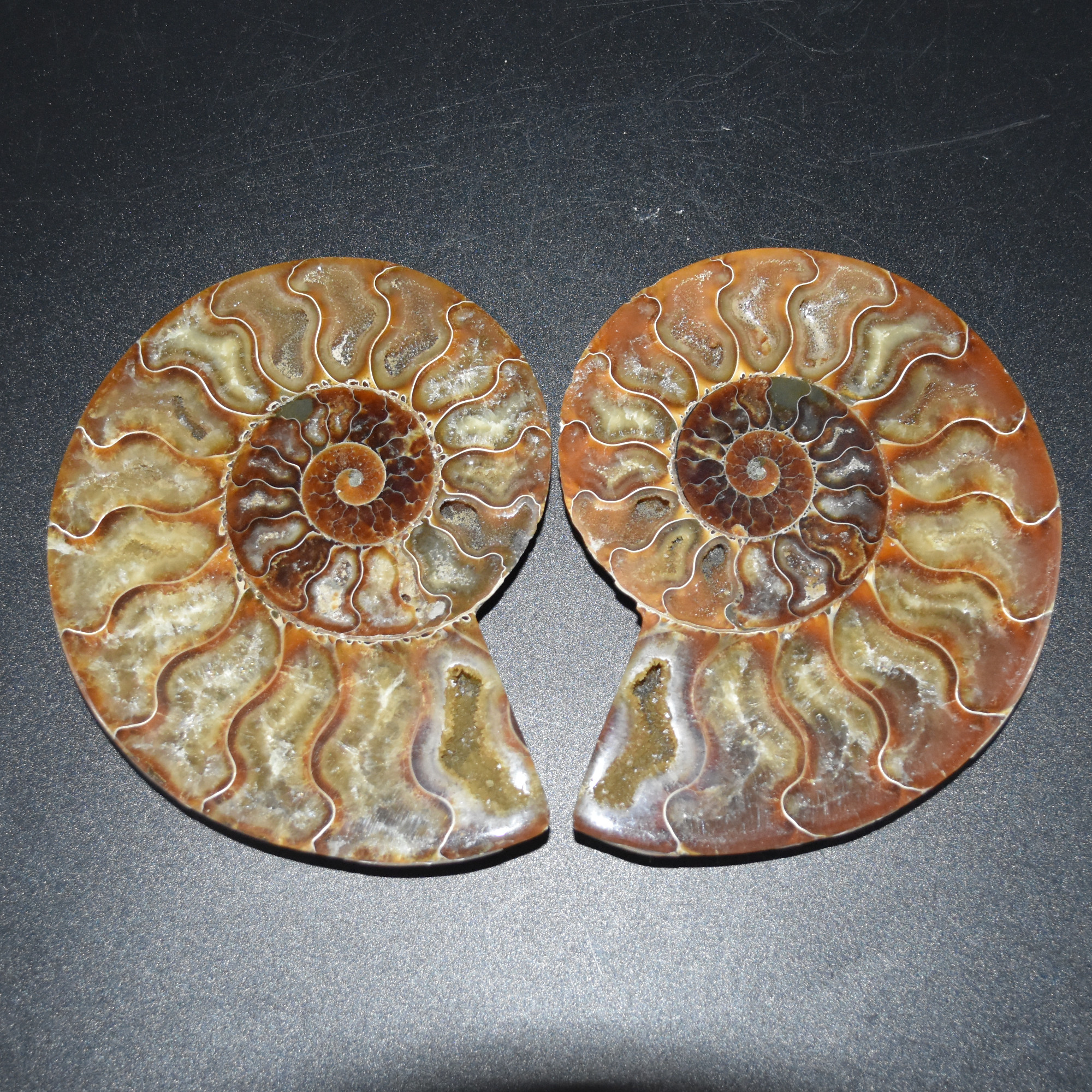 Pair of Large Brown Ammonite Cleoniceras Fossil Cut Slice from Madagascar - 14cm - 641 grams