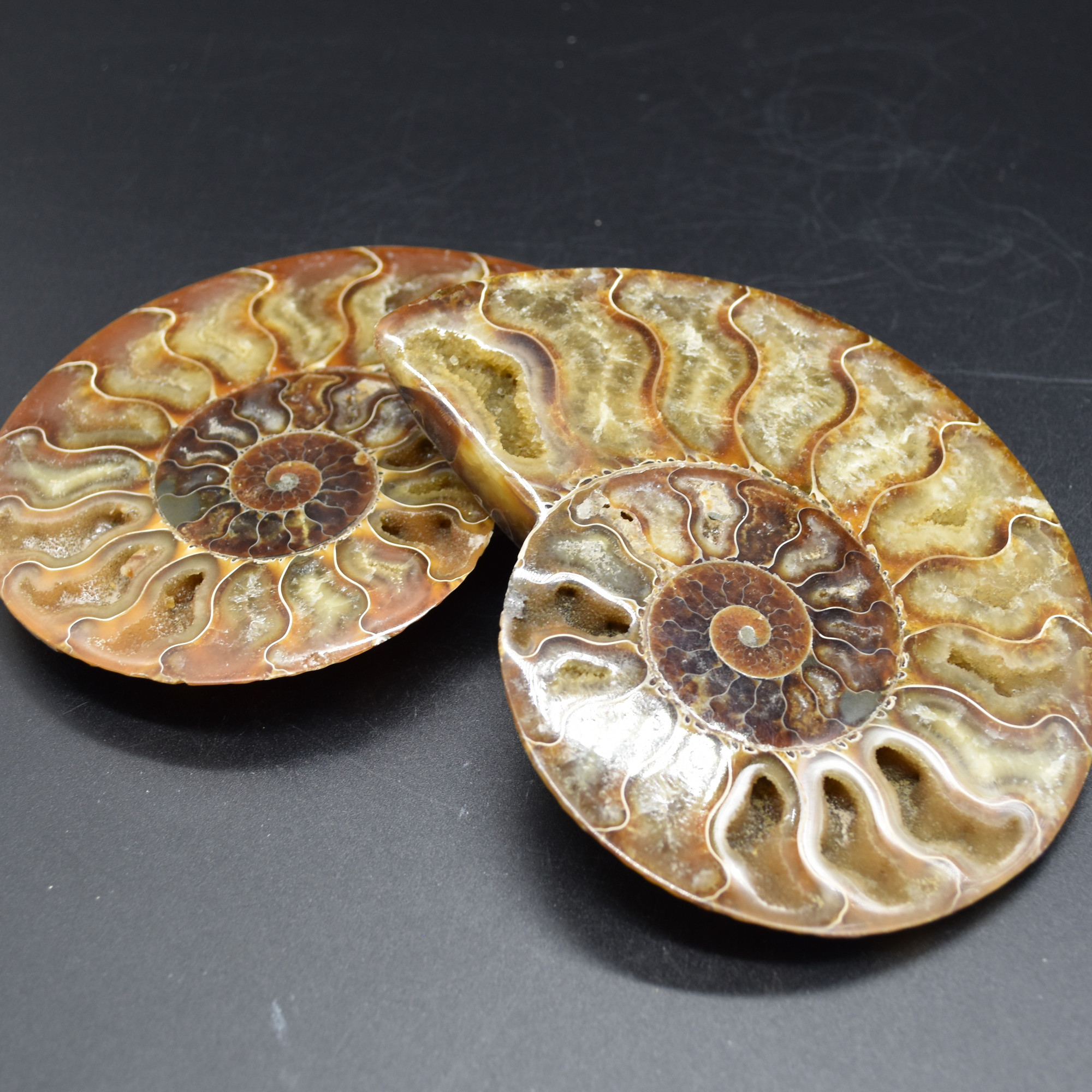 Pair of Large Brown Ammonite Cleoniceras Fossil Cut Slice from Madagascar - 14cm - 641 grams - Image 2