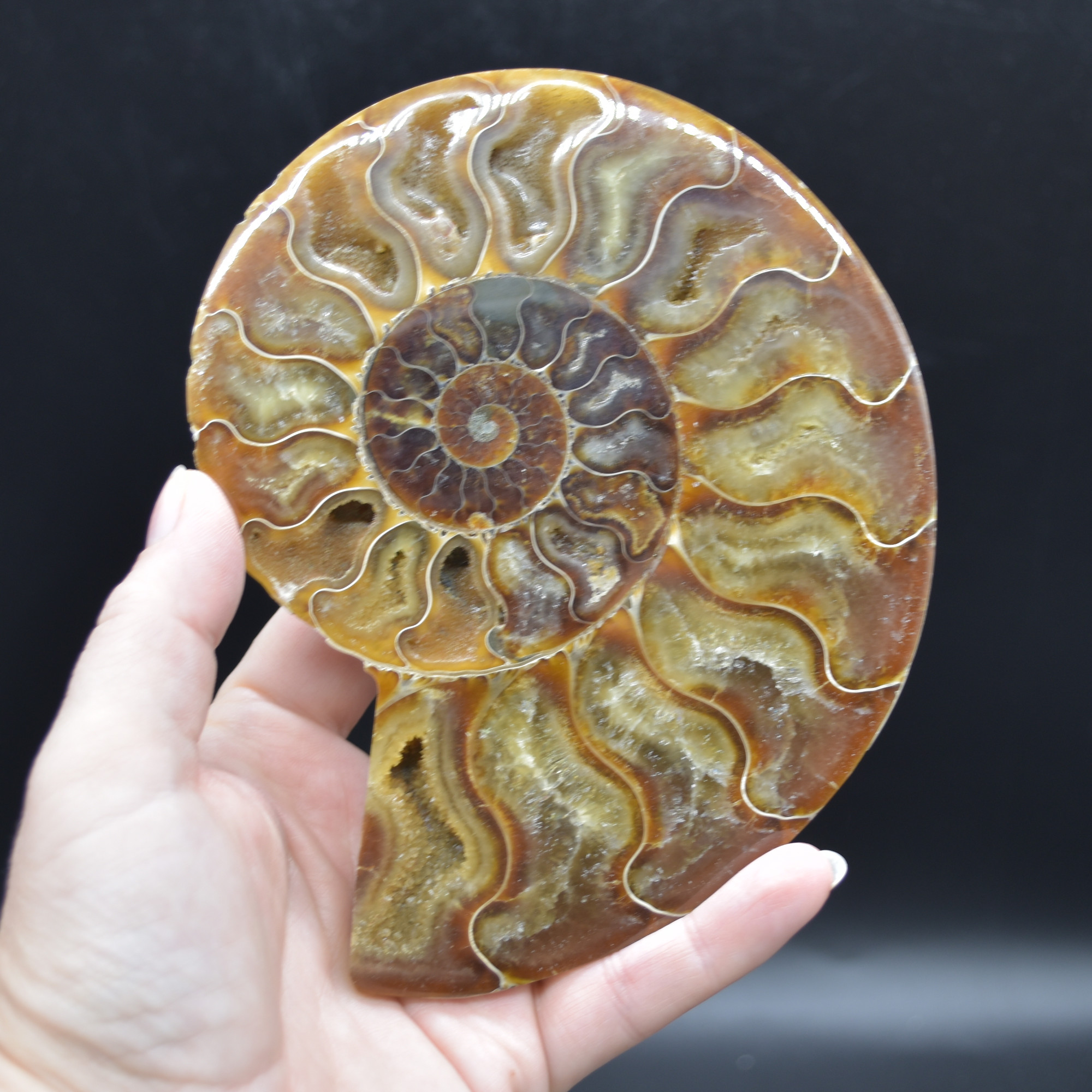 Pair of Large Brown Ammonite Cleoniceras Fossil Cut Slice from Madagascar - 14cm - 641 grams - Image 3