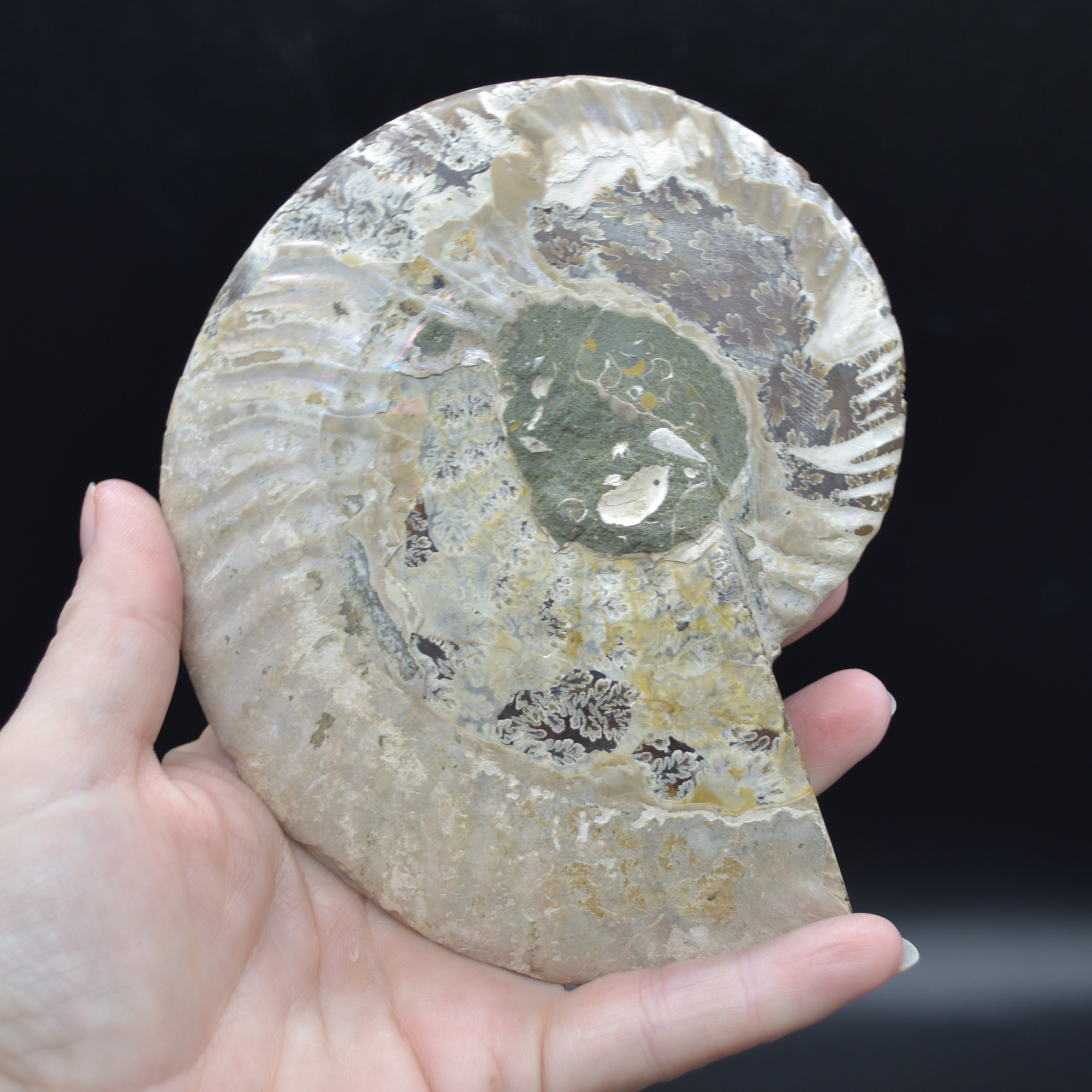 Pair of Large Brown Ammonite Cleoniceras Fossil Cut Slice from Madagascar - 14cm - 641 grams - Image 4