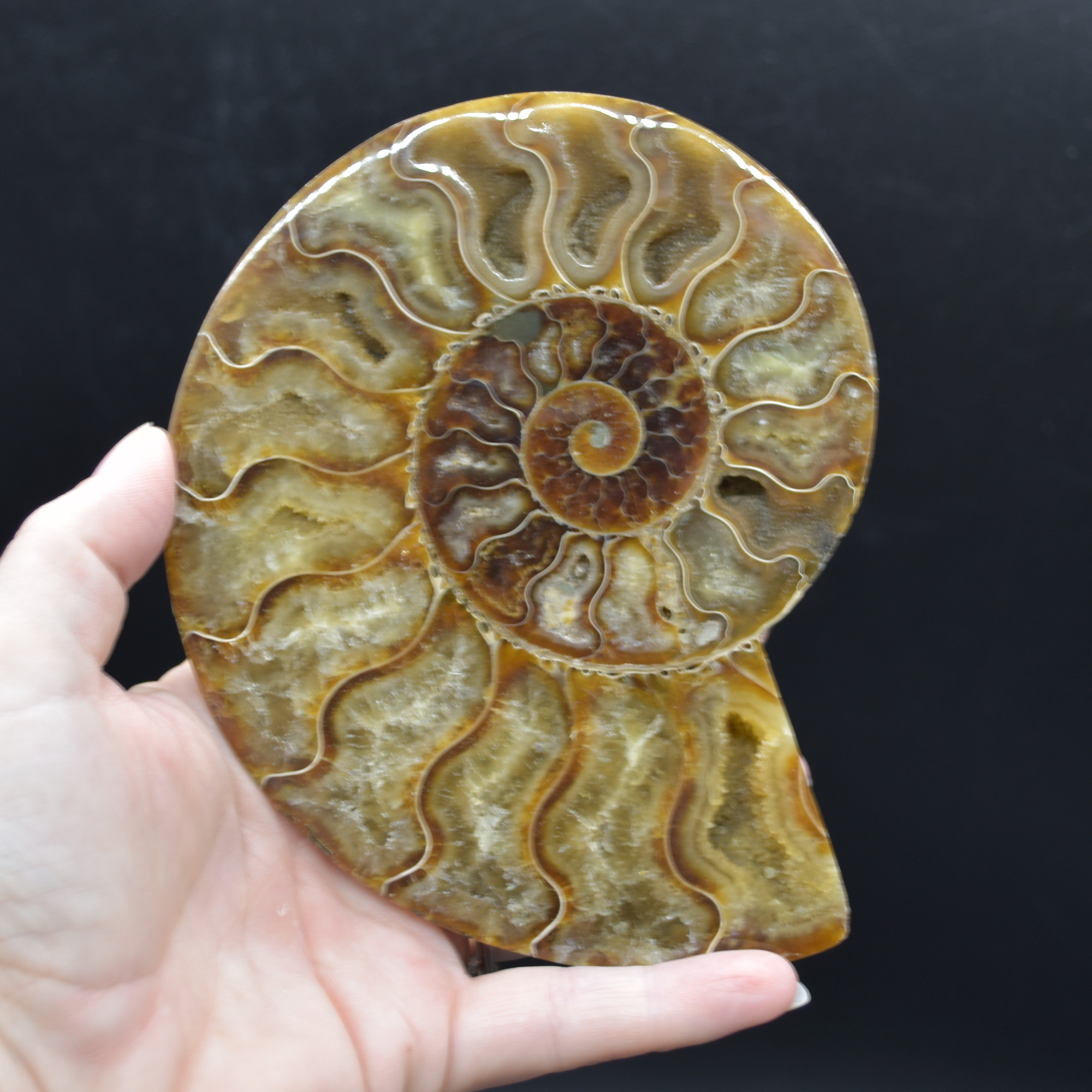 Pair of Large Brown Ammonite Cleoniceras Fossil Cut Slice from Madagascar - 14cm - 641 grams - Image 5