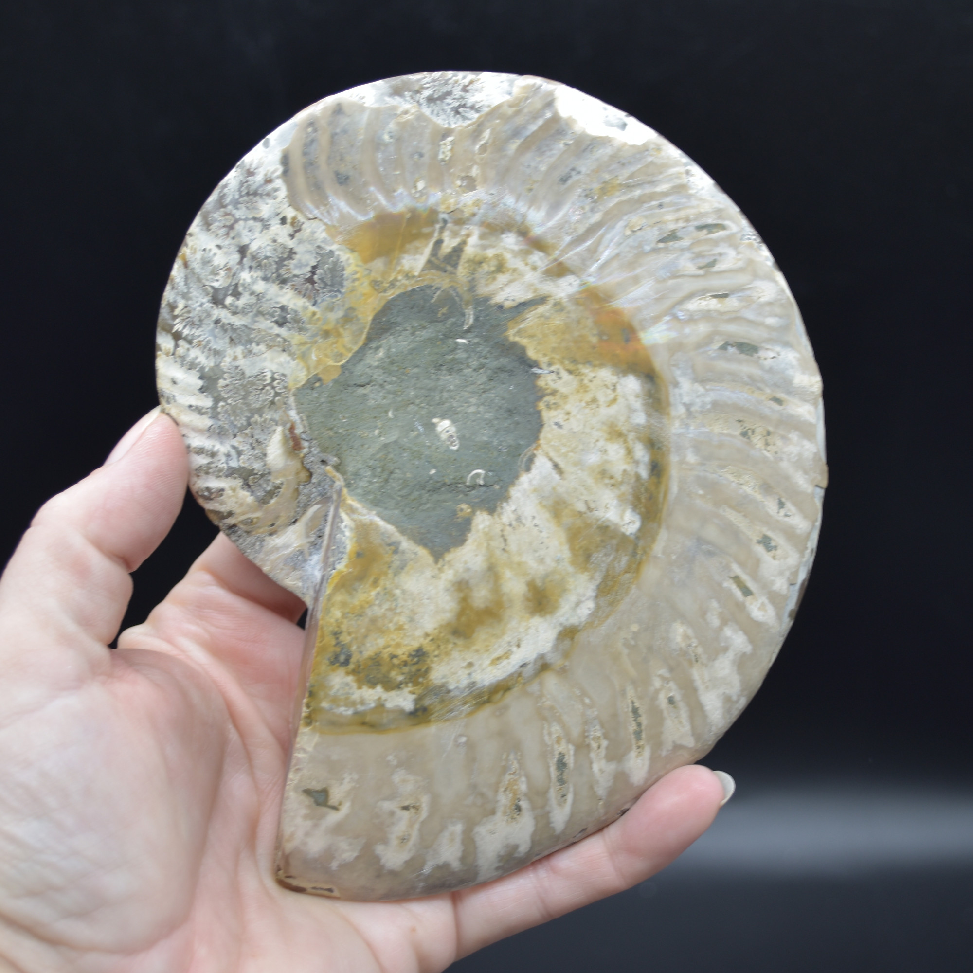 Pair of Large Brown Ammonite Cleoniceras Fossil Cut Slice from Madagascar - 14cm - 641 grams - Image 6