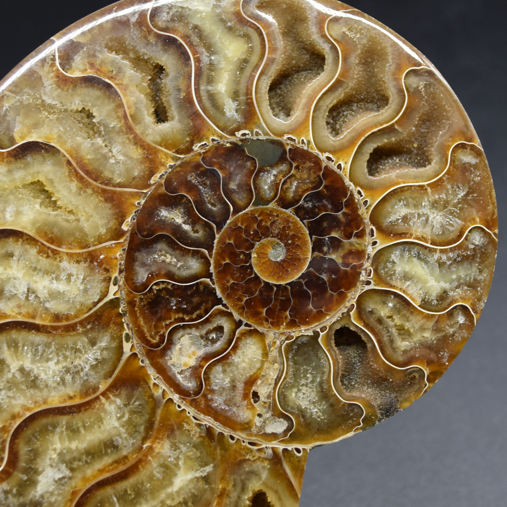 Pair of Large Brown Ammonite Cleoniceras Fossil Cut Slice from Madagascar - 14cm - 641 grams - Image 7