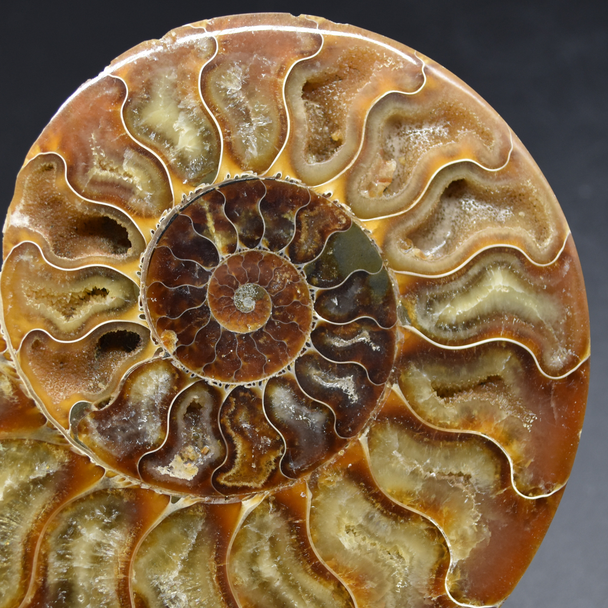 Pair of Large Brown Ammonite Cleoniceras Fossil Cut Slice from Madagascar - 14cm - 641 grams - Image 8