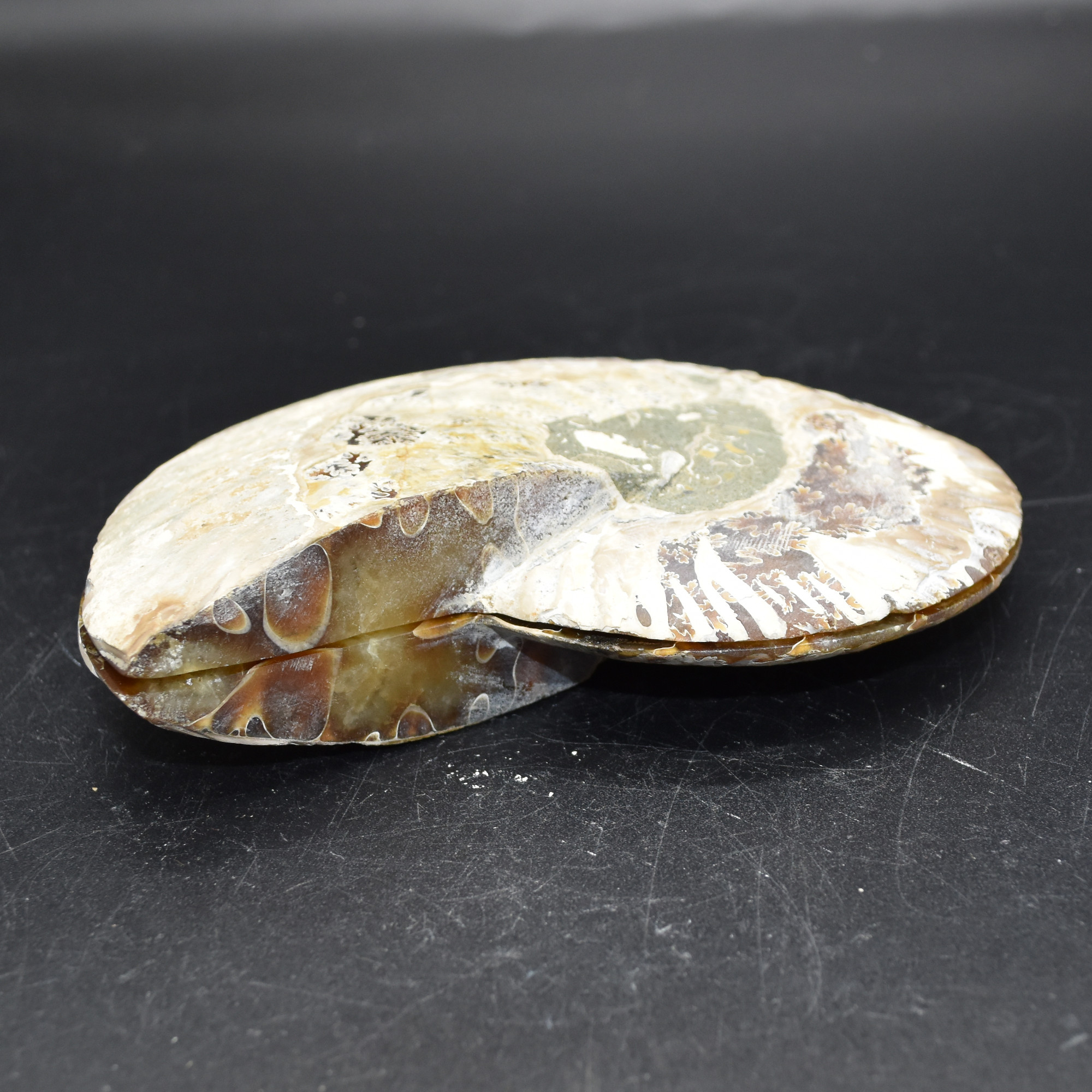 Pair of Large Brown Ammonite Cleoniceras Fossil Cut Slice from Madagascar - 14cm - 641 grams - Image 9