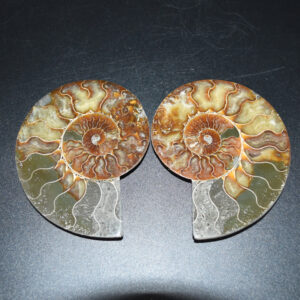 Pair of Large Brown Ammonite Cleoniceras Fossil Cut Slice from Madagascar - 13cm - 549 grams