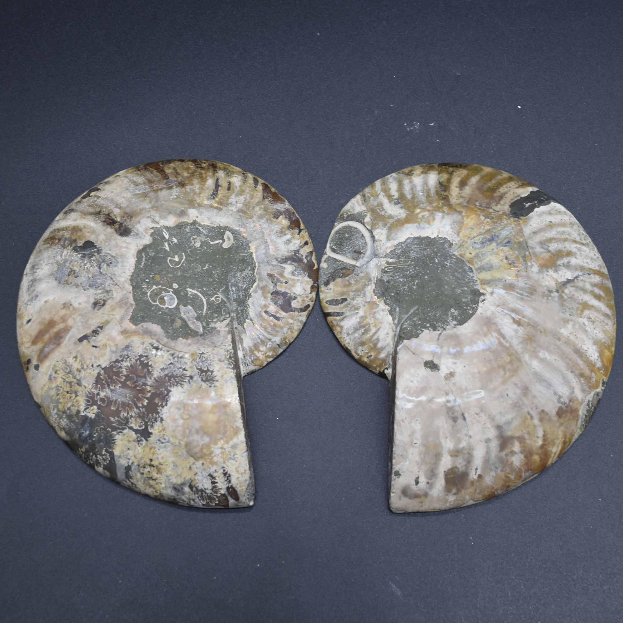 Pair of Large Brown Ammonite Cleoniceras Fossil Cut Slice from Madagascar - 13cm - 549 grams - Image 2