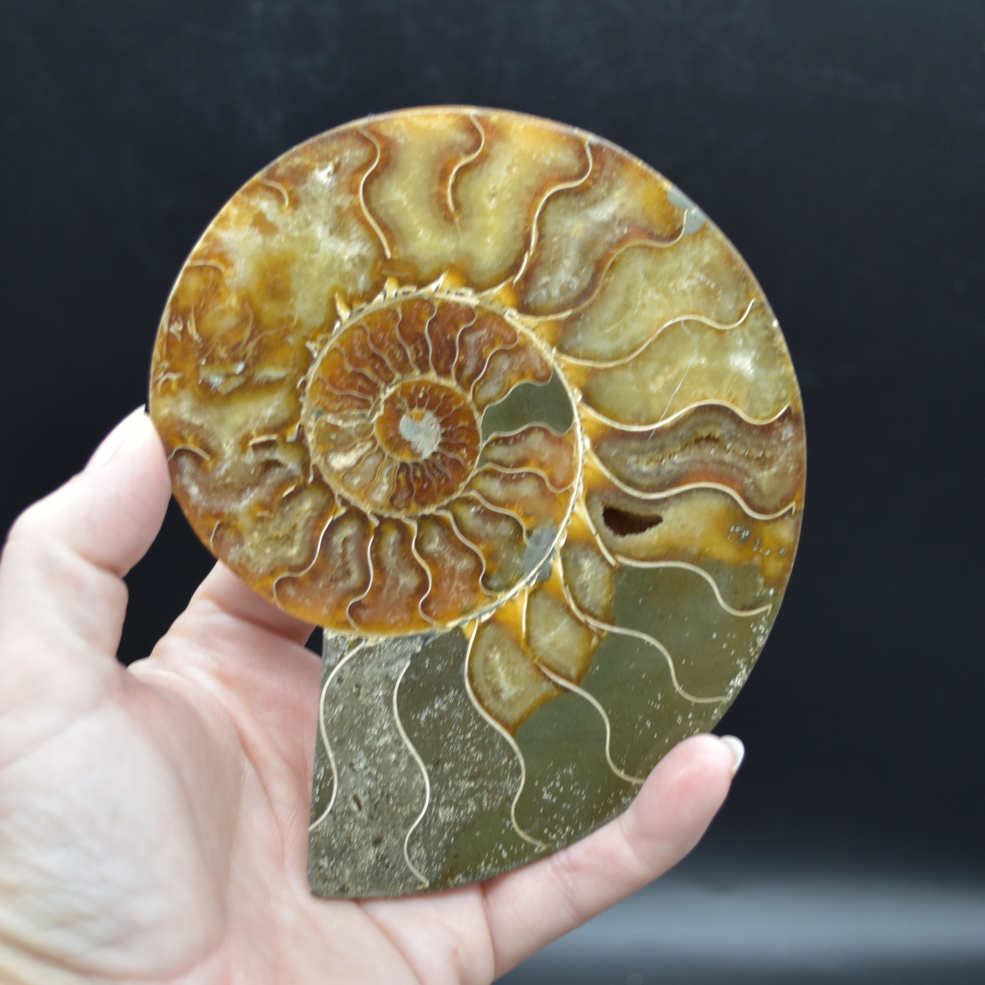 Pair of Large Brown Ammonite Cleoniceras Fossil Cut Slice from Madagascar - 13cm - 549 grams - Image 3