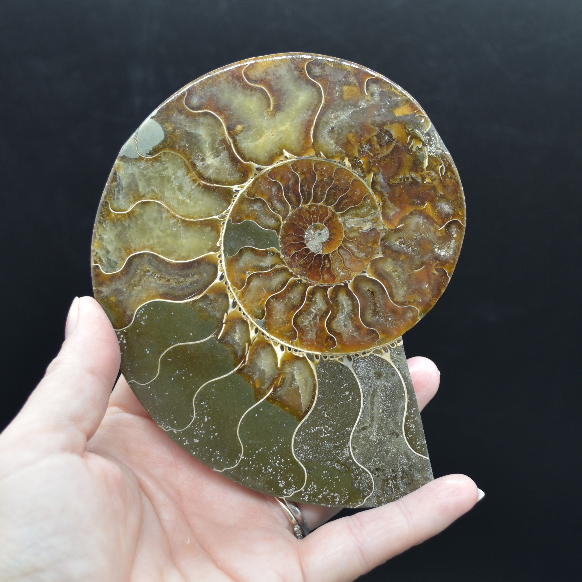 Pair of Large Brown Ammonite Cleoniceras Fossil Cut Slice from Madagascar - 13cm - 549 grams - Image 4