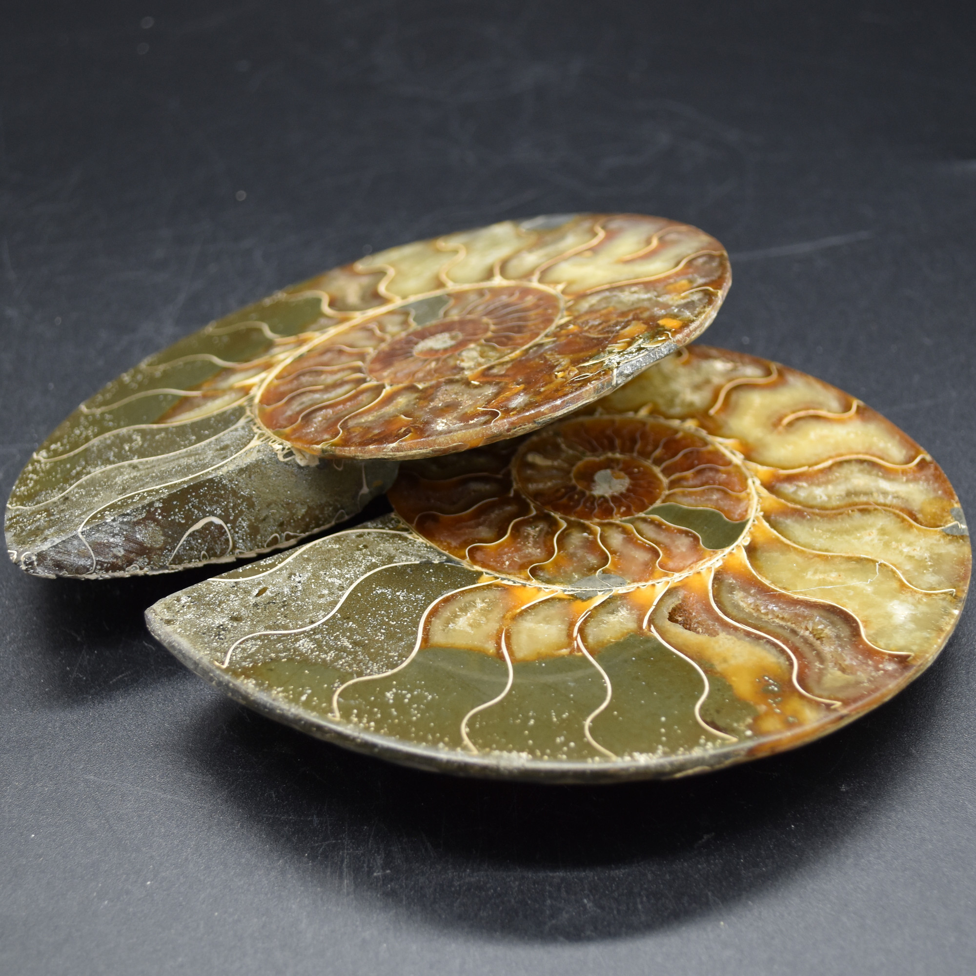 Pair of Large Brown Ammonite Cleoniceras Fossil Cut Slice from Madagascar - 13cm - 549 grams - Image 5