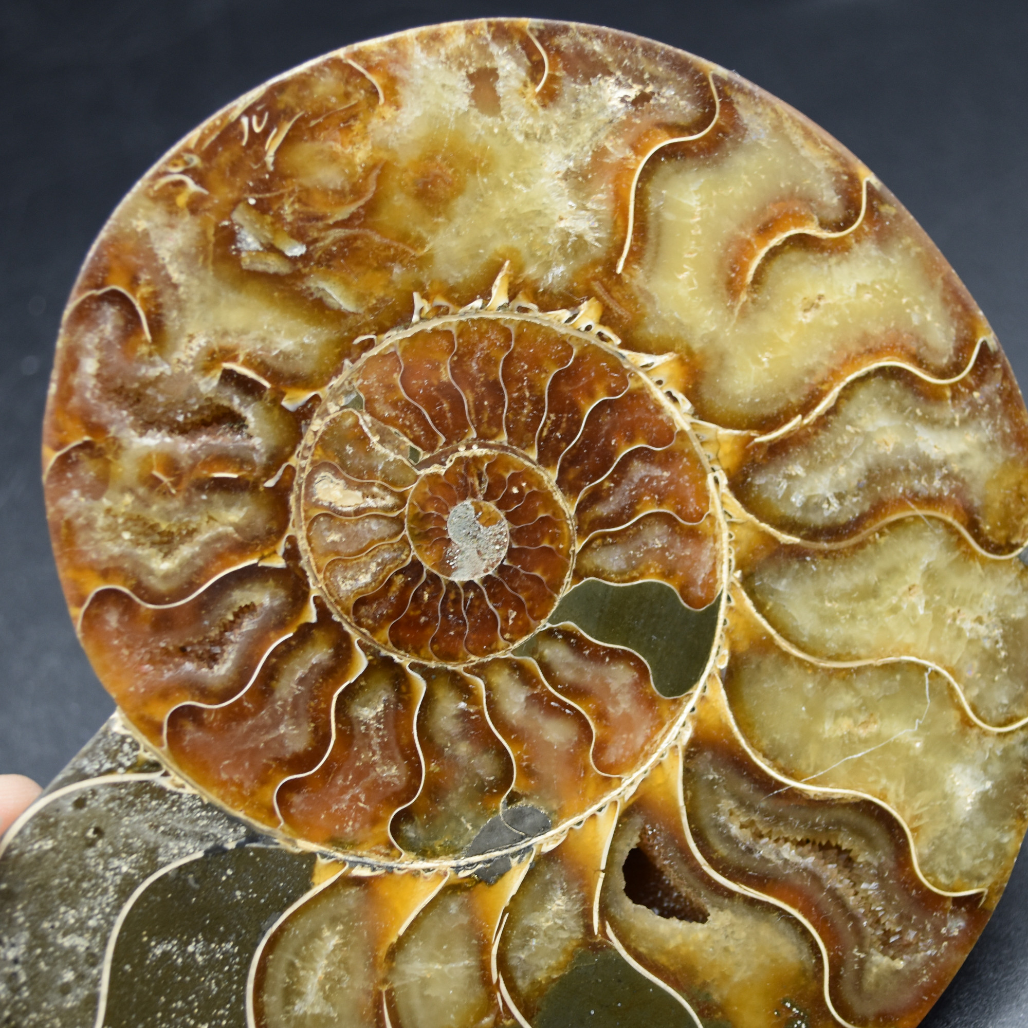 Pair of Large Brown Ammonite Cleoniceras Fossil Cut Slice from Madagascar - 13cm - 549 grams - Image 6