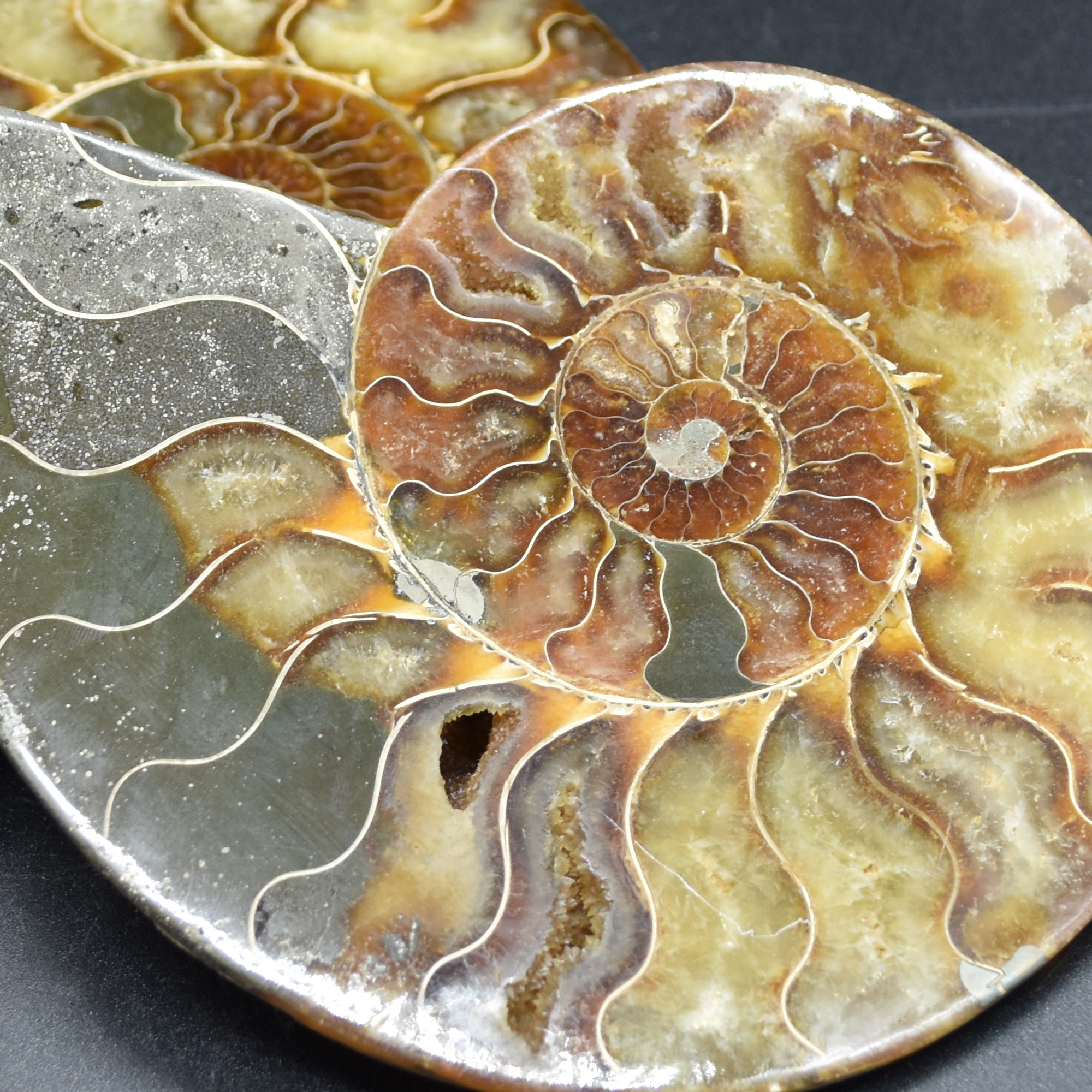 Pair of Large Brown Ammonite Cleoniceras Fossil Cut Slice from Madagascar - 13cm - 549 grams - Image 7