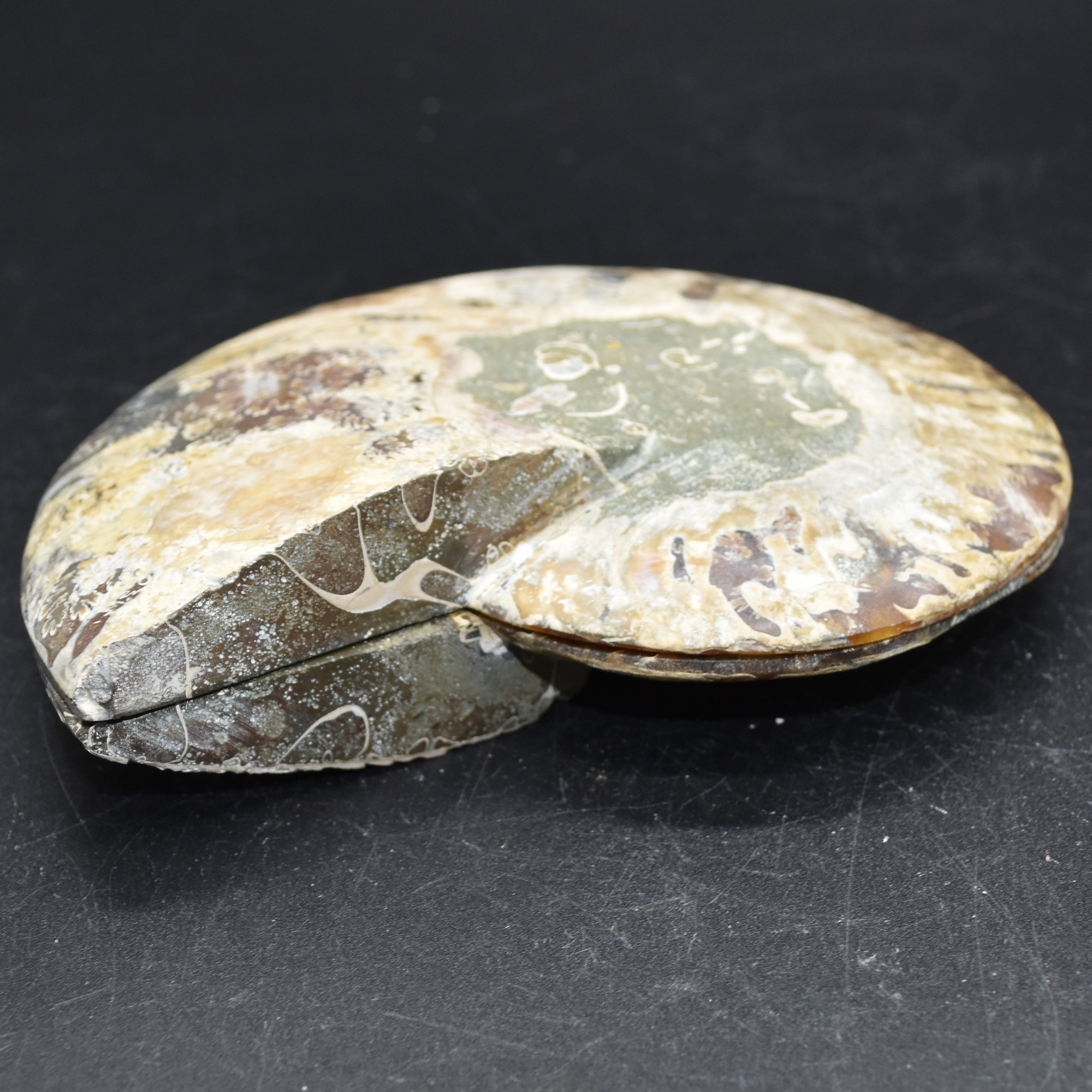 Pair of Large Brown Ammonite Cleoniceras Fossil Cut Slice from Madagascar - 13cm - 549 grams - Image 8