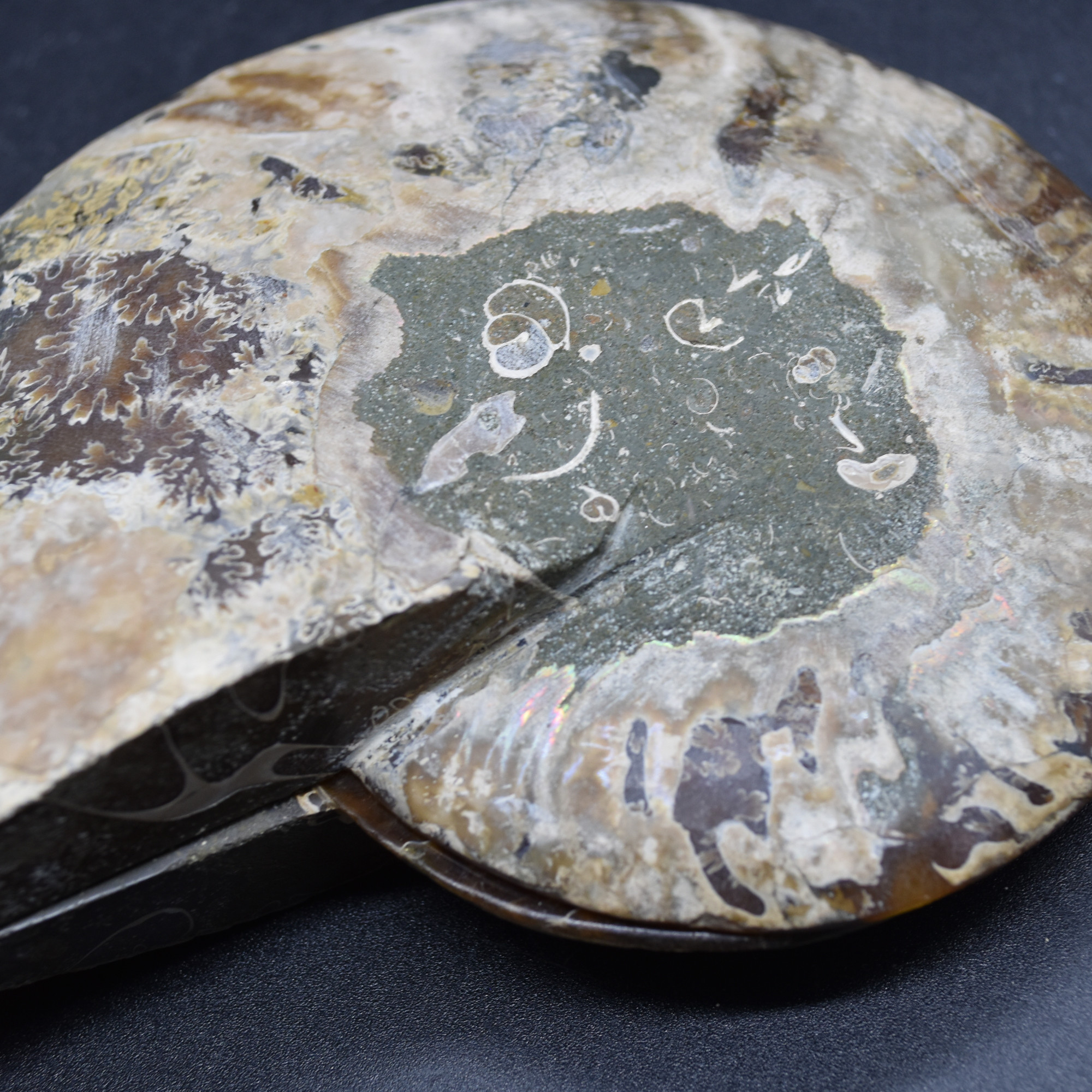 Pair of Large Brown Ammonite Cleoniceras Fossil Cut Slice from Madagascar - 13cm - 549 grams - Image 9