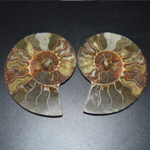 Pair of Large Brown Ammonite Cleoniceras Fossil Cut Slice from Madagascar - 15cm - 807 grams