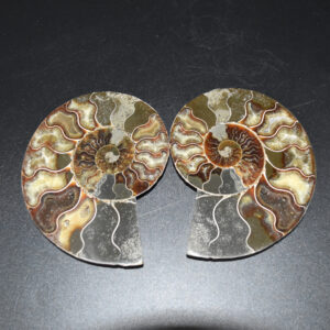 Pair of Large Brown Ammonite Cleoniceras Fossil Cut Slice from Madagascar - 15cm - 862 grams