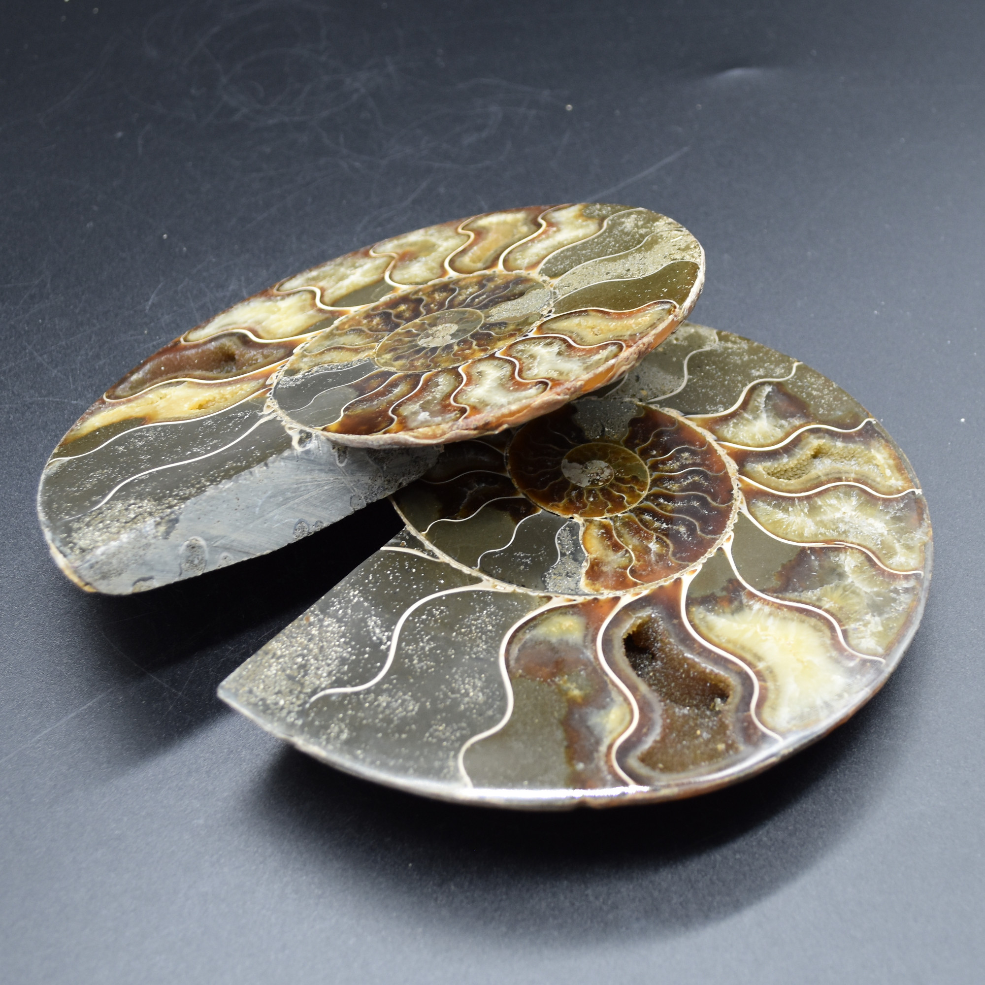 Pair of Large Brown Ammonite Cleoniceras Fossil Cut Slice from Madagascar - 15cm - 862 grams - Image 2