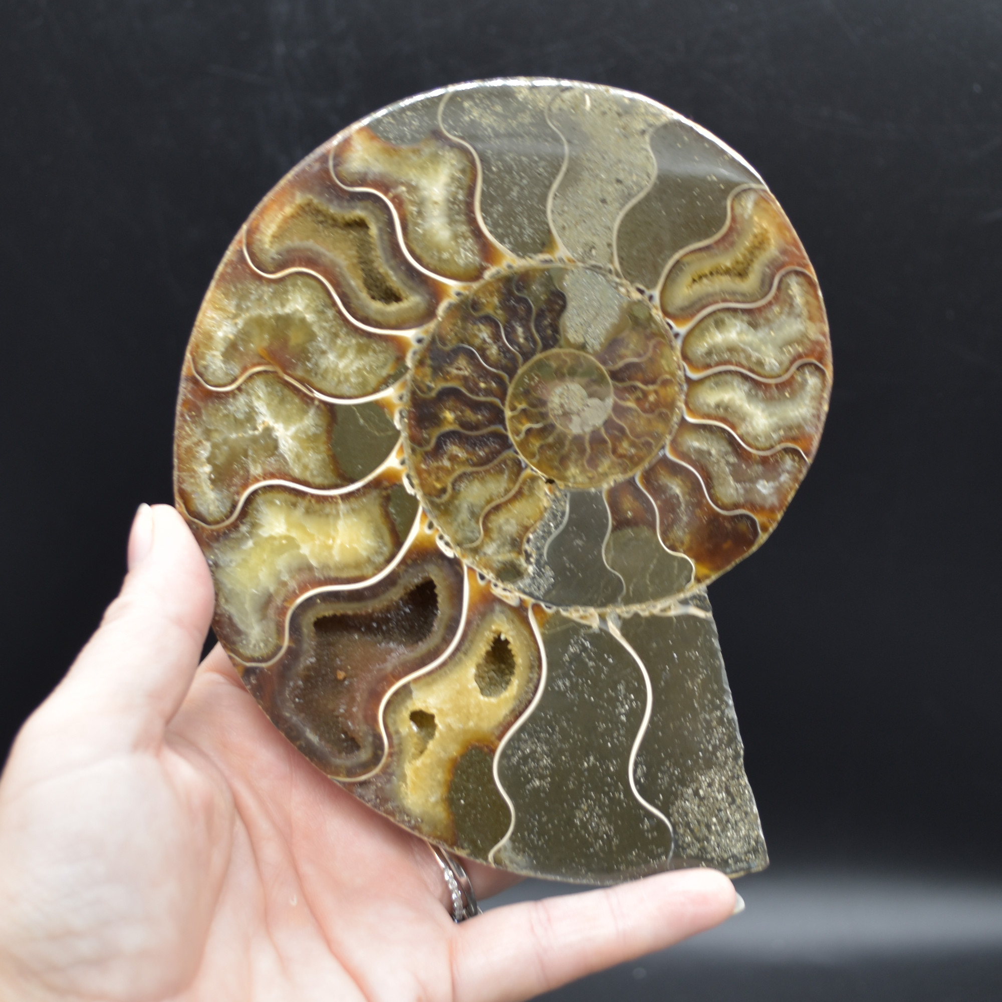 Pair of Large Brown Ammonite Cleoniceras Fossil Cut Slice from Madagascar - 15cm - 862 grams - Image 3