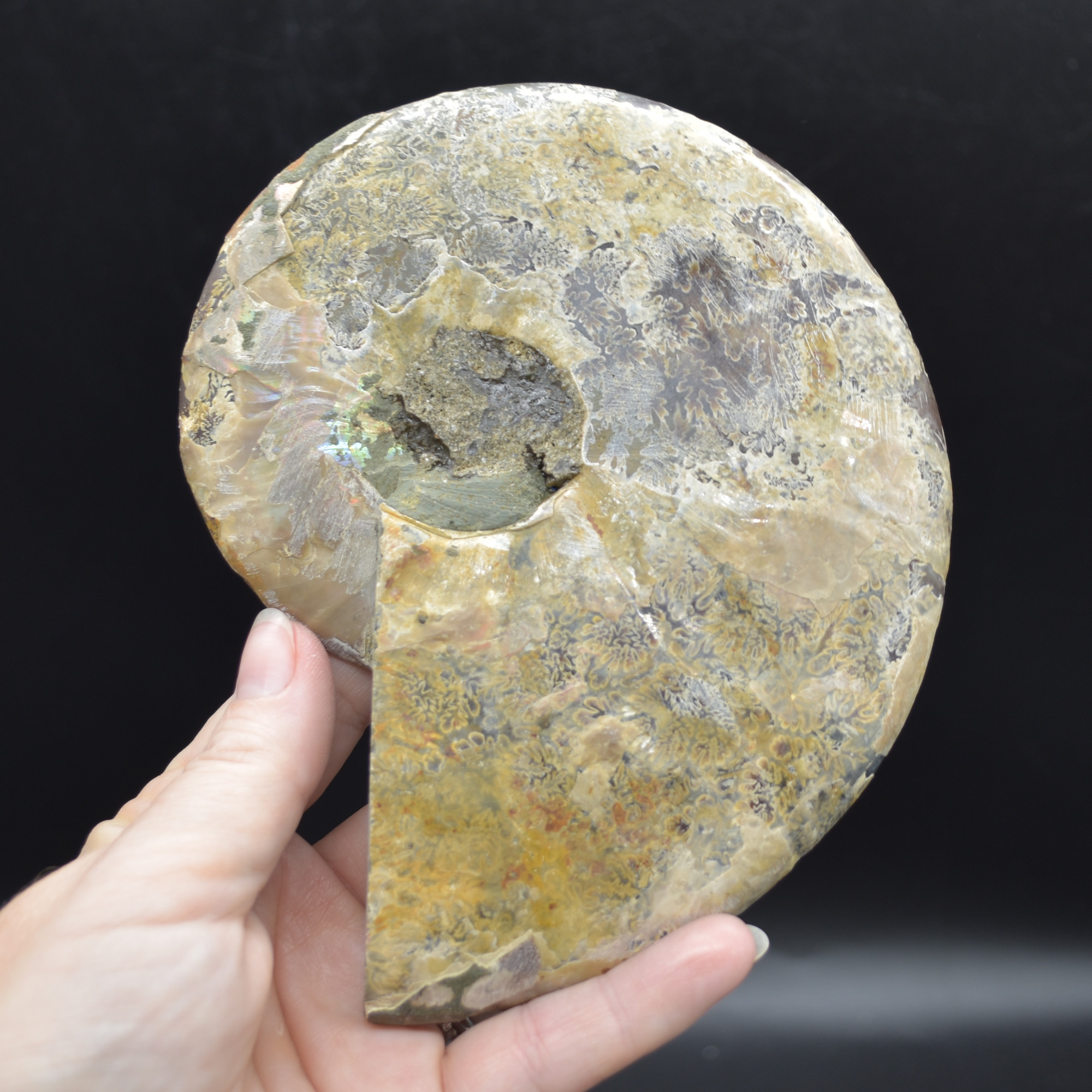 Pair of Large Brown Ammonite Cleoniceras Fossil Cut Slice from Madagascar - 15cm - 862 grams - Image 4