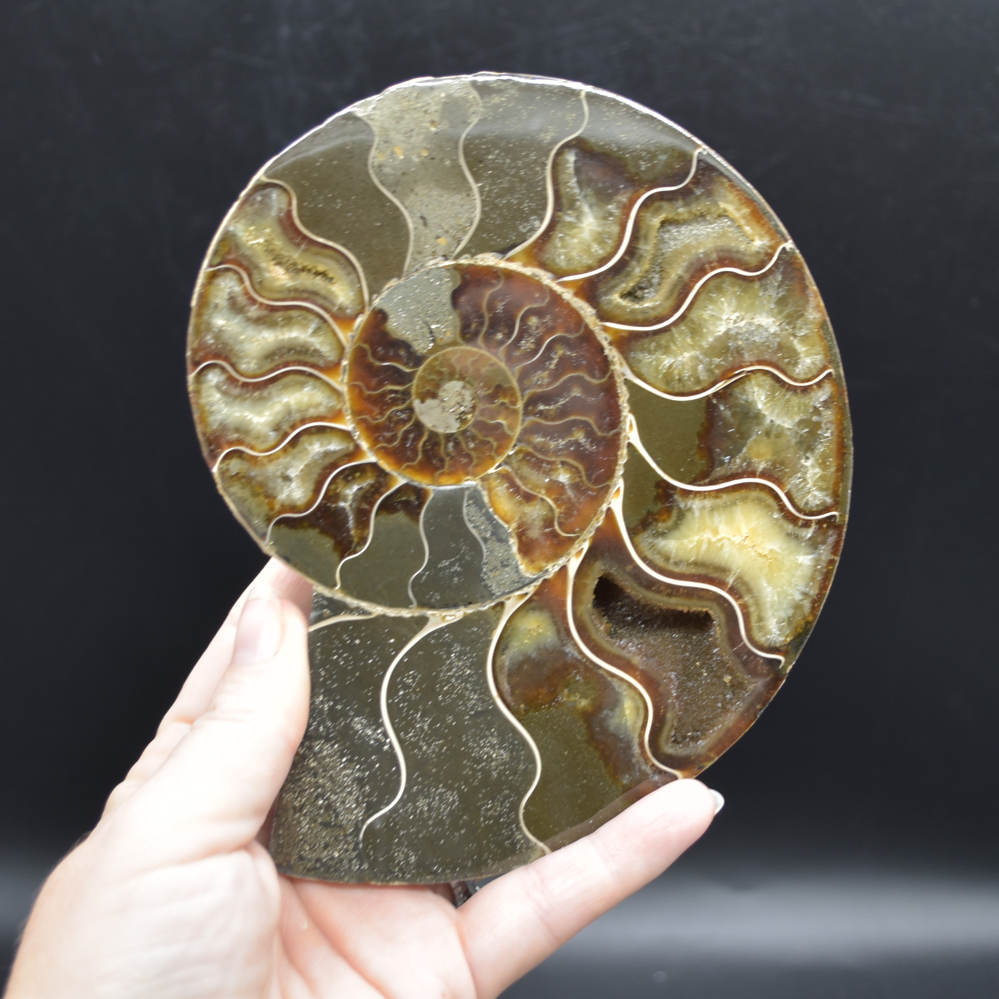 Pair of Large Brown Ammonite Cleoniceras Fossil Cut Slice from Madagascar - 15cm - 862 grams - Image 5