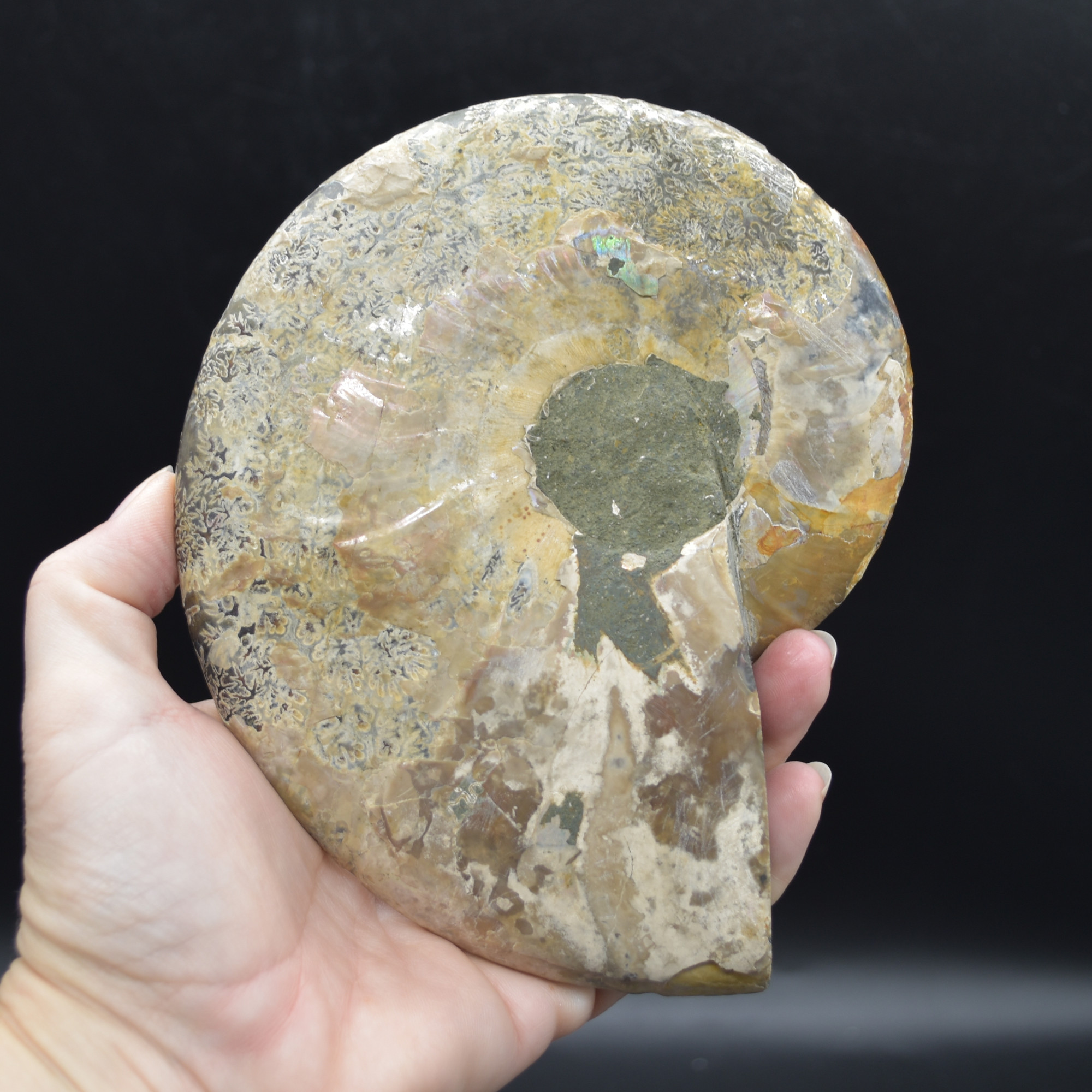 Pair of Large Brown Ammonite Cleoniceras Fossil Cut Slice from Madagascar - 15cm - 862 grams - Image 6