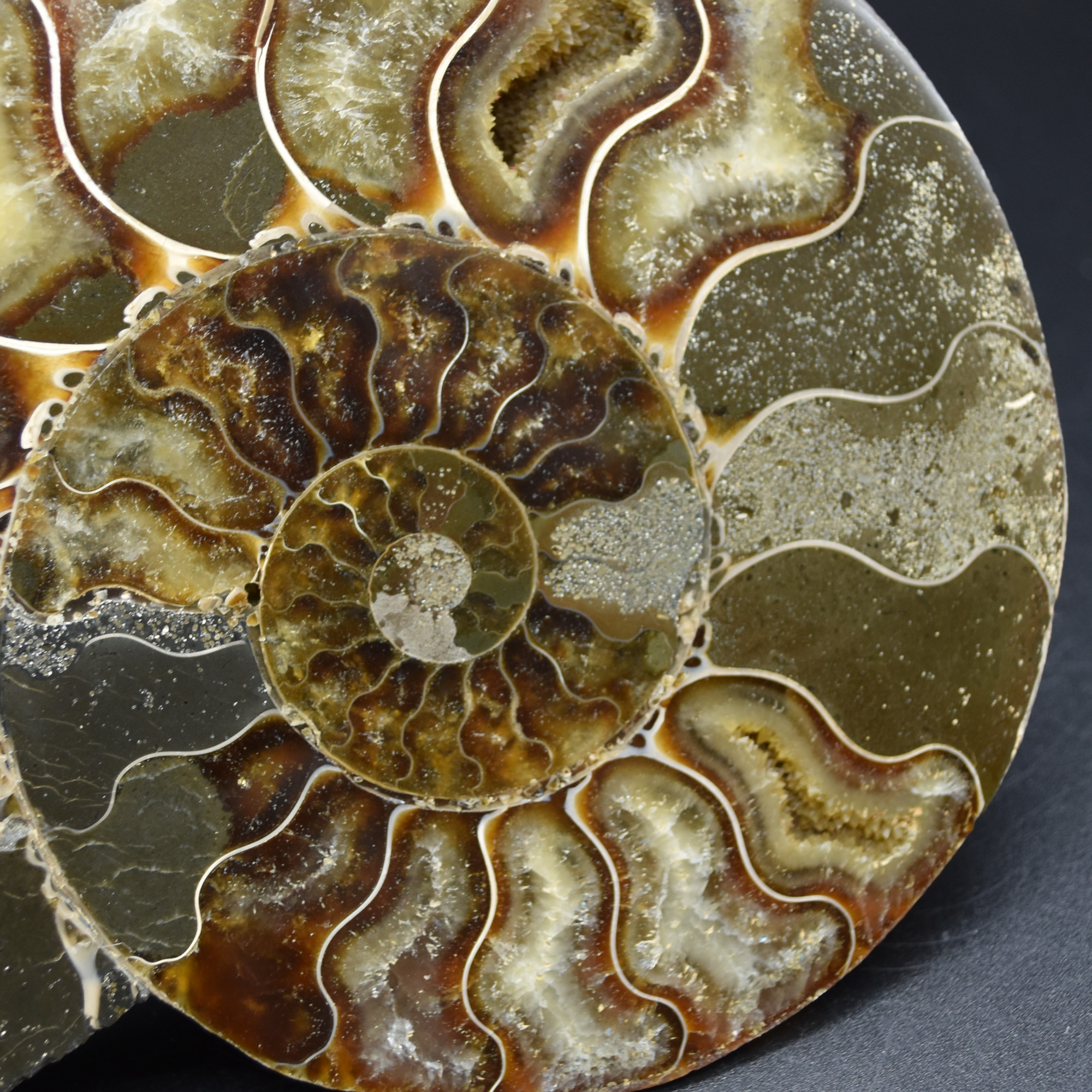 Pair of Large Brown Ammonite Cleoniceras Fossil Cut Slice from Madagascar - 15cm - 862 grams - Image 7