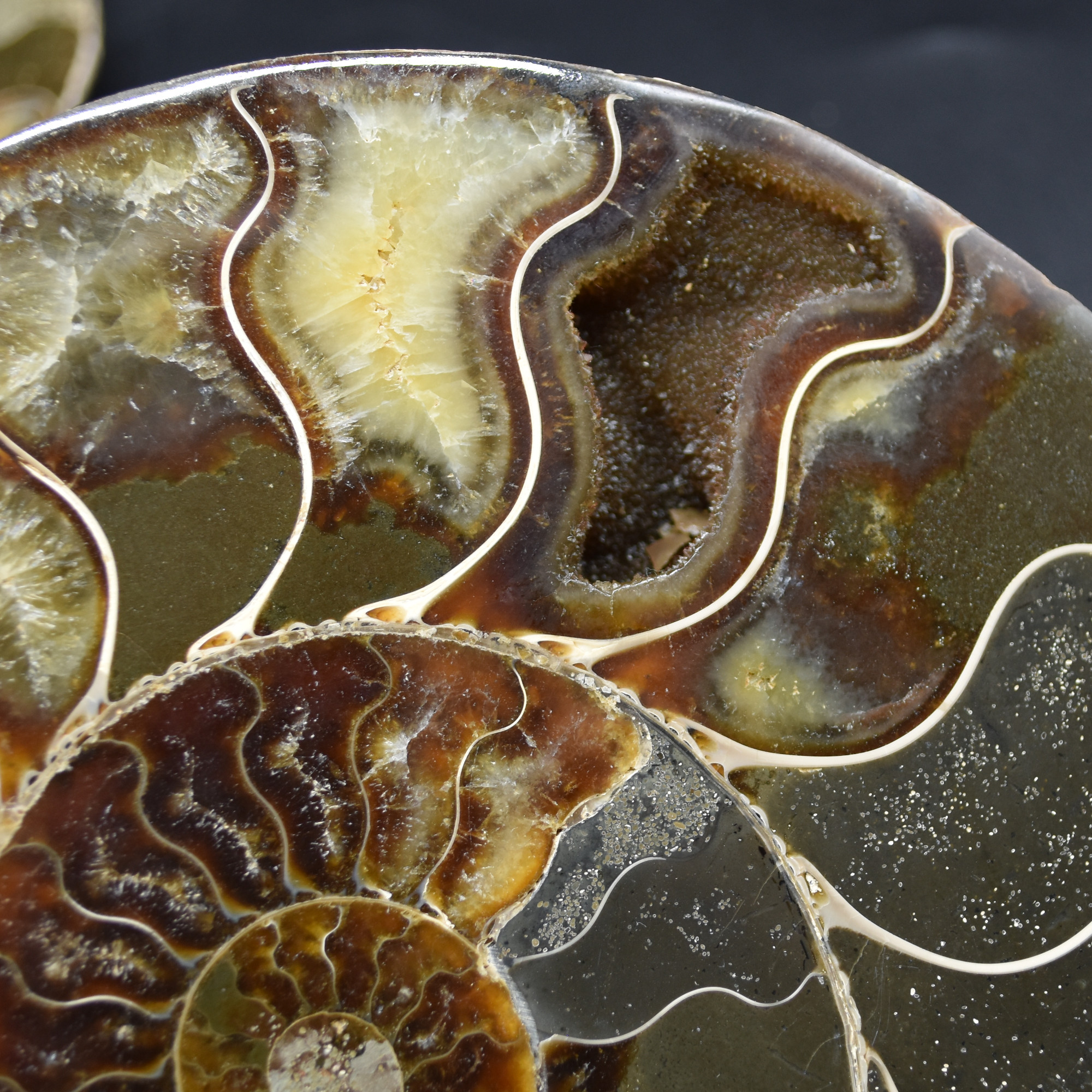 Pair of Large Brown Ammonite Cleoniceras Fossil Cut Slice from Madagascar - 15cm - 862 grams - Image 8