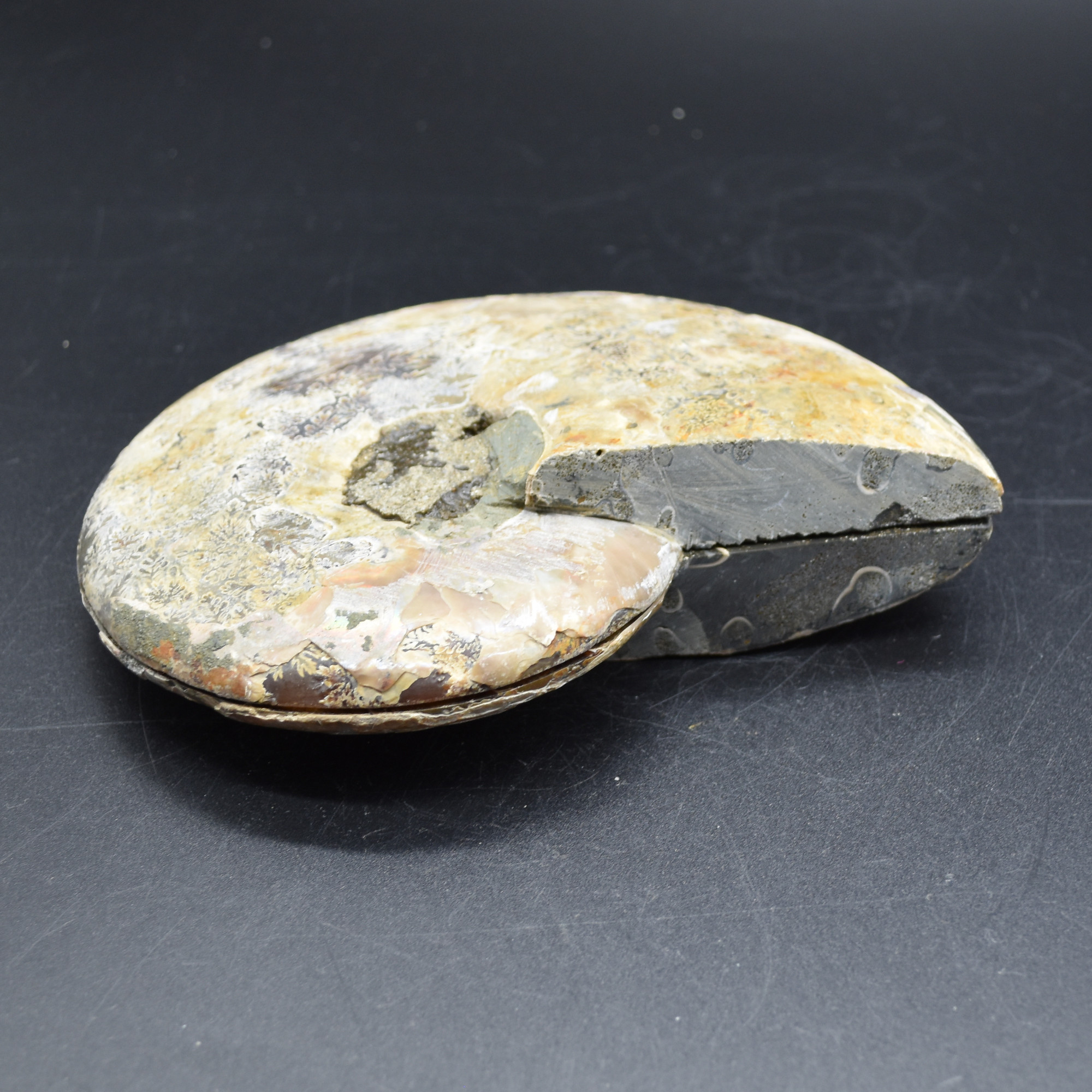 Pair of Large Brown Ammonite Cleoniceras Fossil Cut Slice from Madagascar - 15cm - 862 grams - Image 9