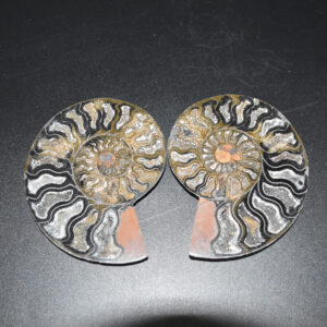 Pair of Large Black Ammonite Cleoniceras Fossil Cut Slice from Madagascar - 14cm - 570 grams
