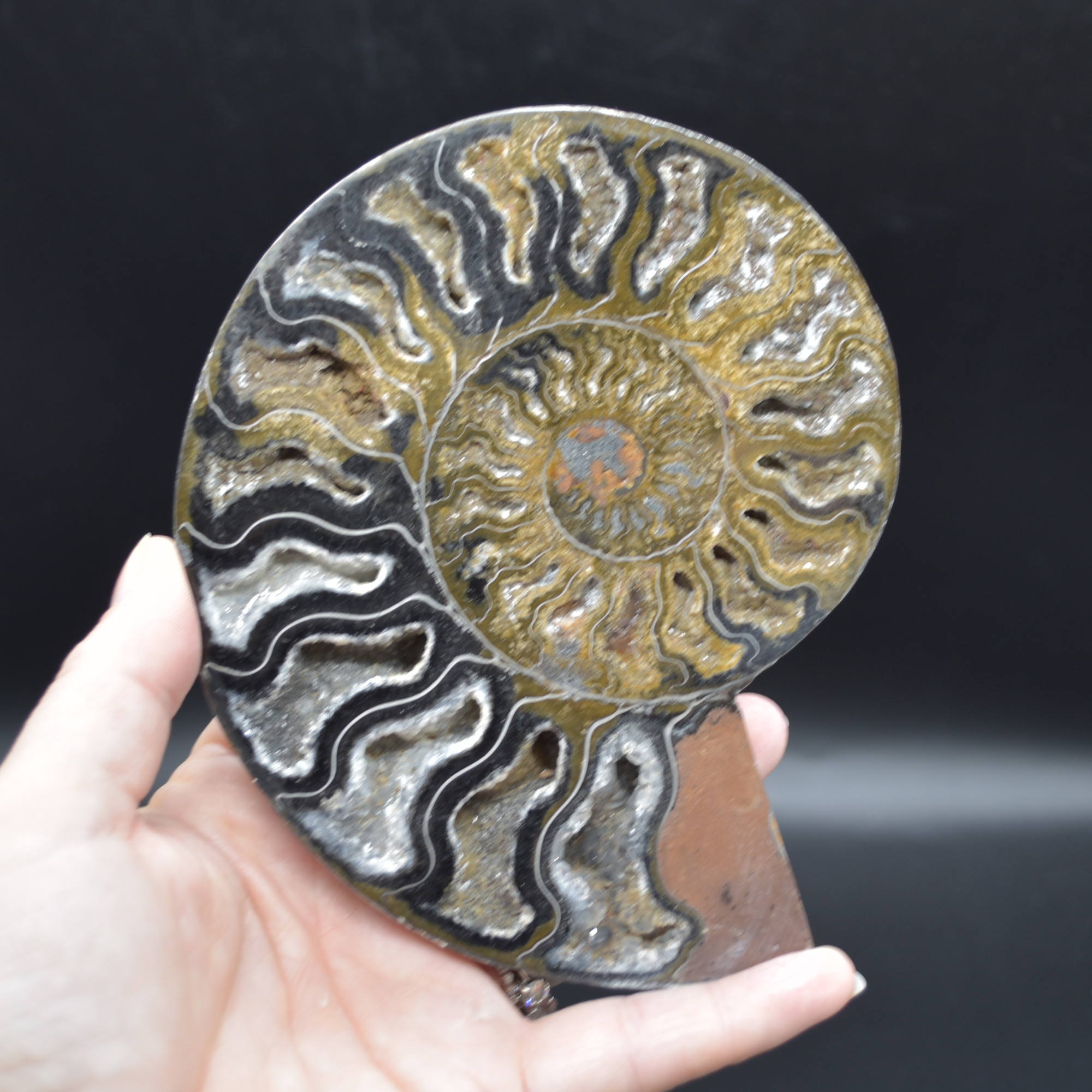 Pair of Large Black Ammonite Cleoniceras Fossil Cut Slice from Madagascar - 14cm - 570 grams - Image 2