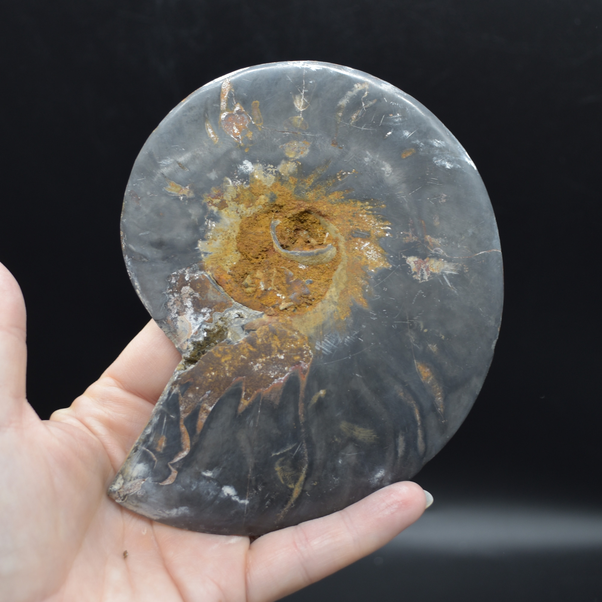 Pair of Large Black Ammonite Cleoniceras Fossil Cut Slice from Madagascar - 14cm - 570 grams - Image 3
