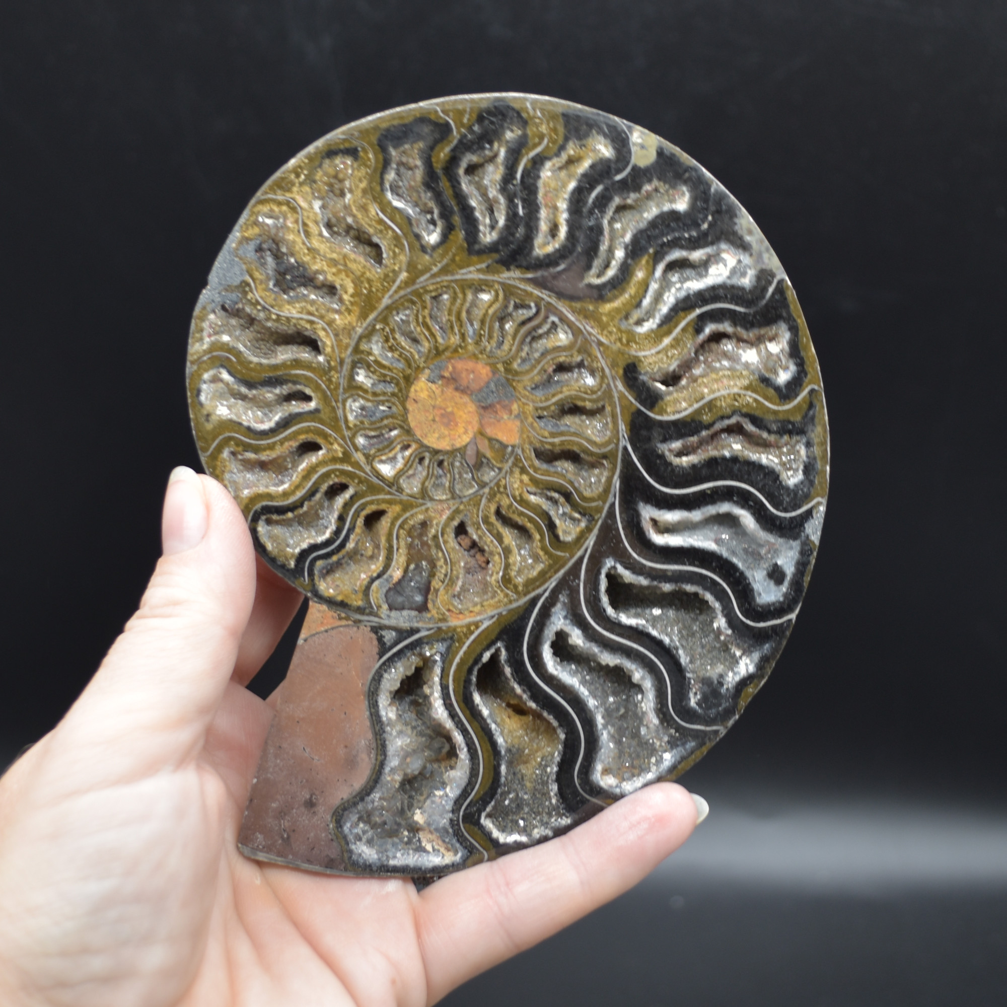 Pair of Large Black Ammonite Cleoniceras Fossil Cut Slice from Madagascar - 14cm - 570 grams - Image 4