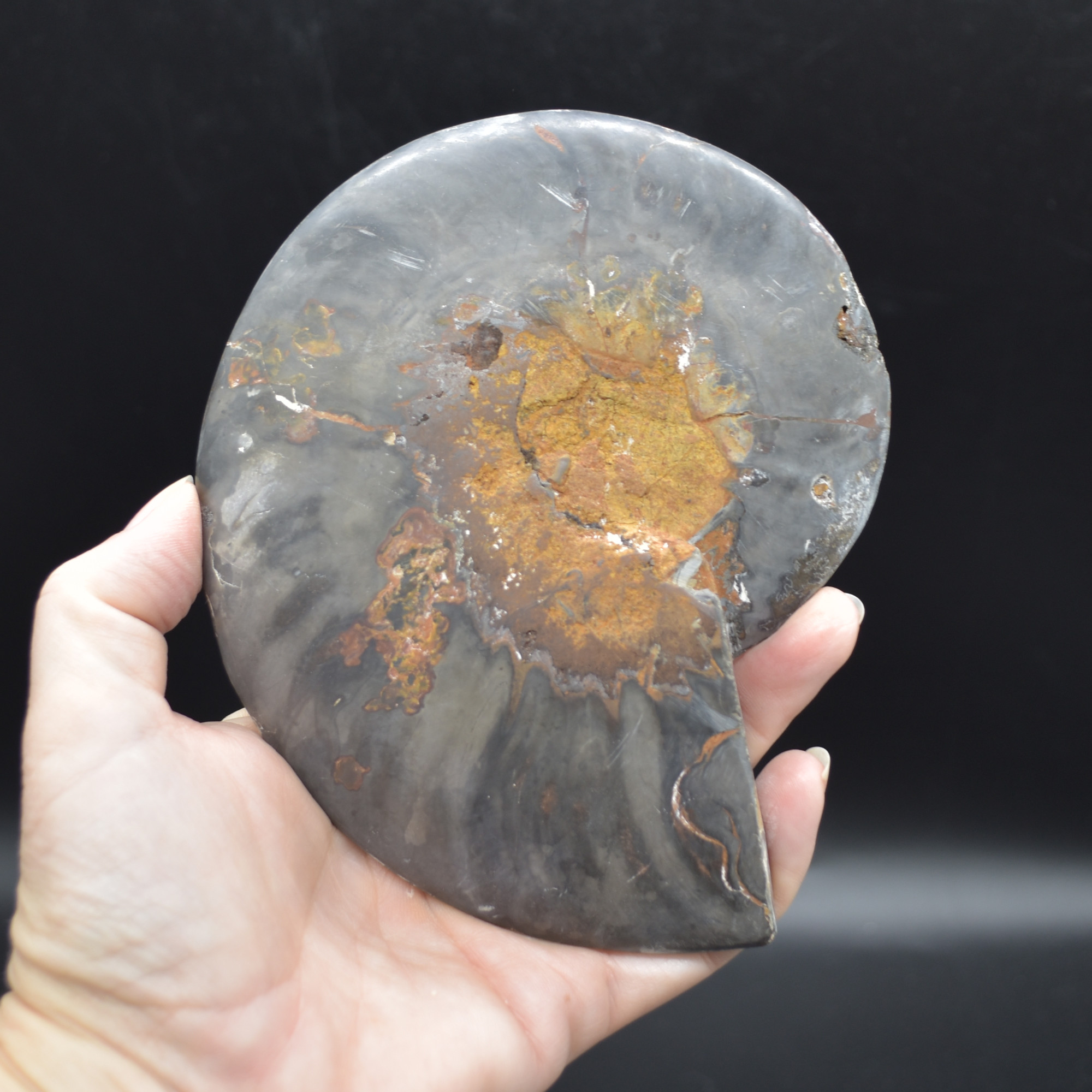 Pair of Large Black Ammonite Cleoniceras Fossil Cut Slice from Madagascar - 14cm - 570 grams - Image 5